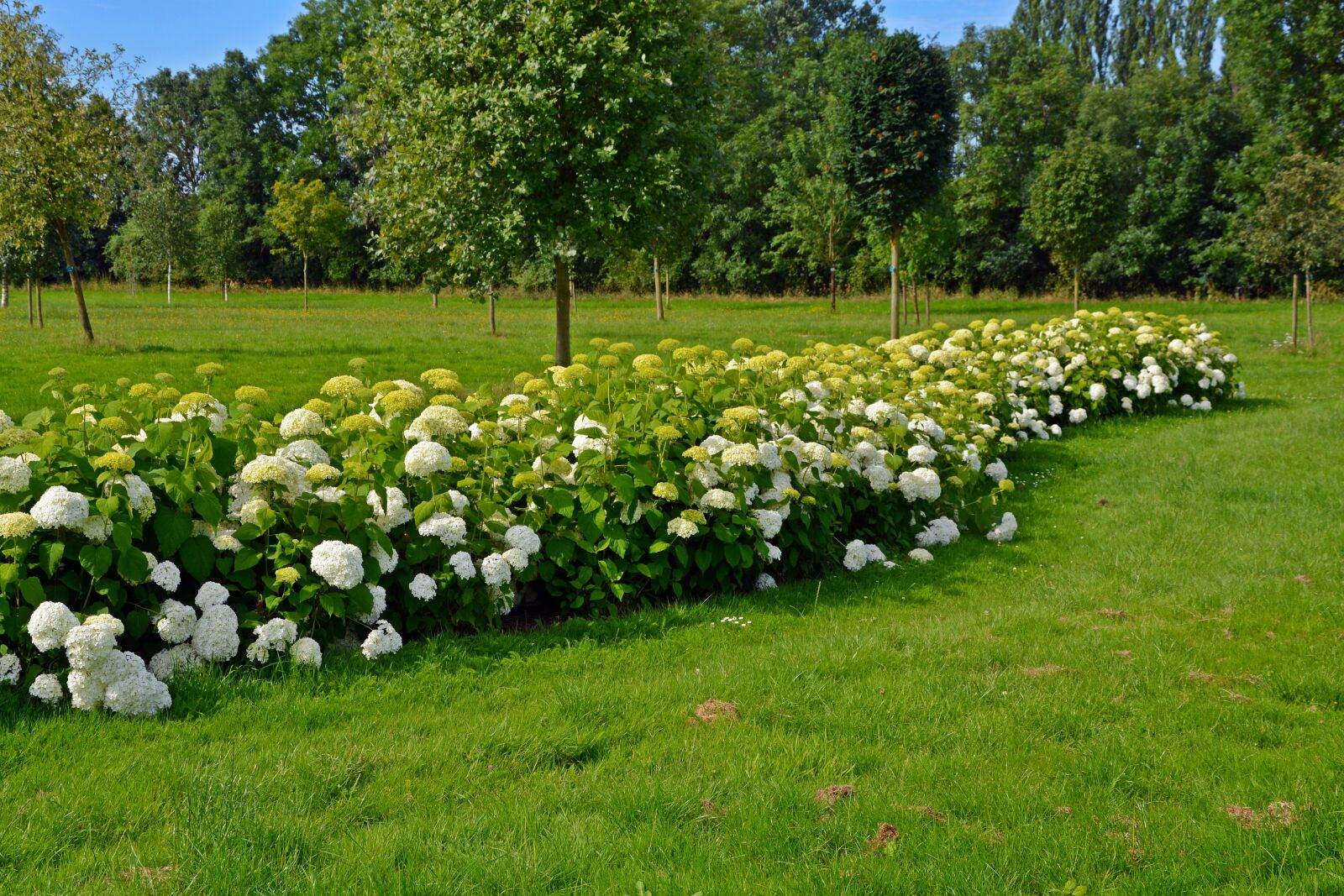Nikon D5200 sample photo. Park, trees, meadow photography