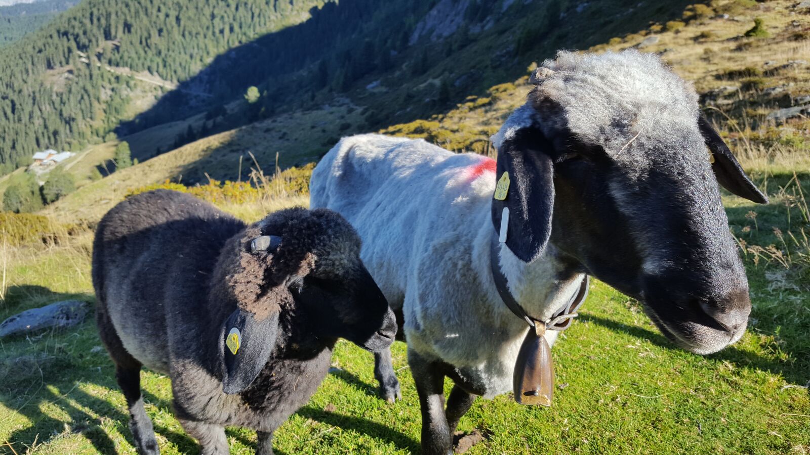 Samsung Galaxy S6 sample photo. Nature, meadow, sheep photography