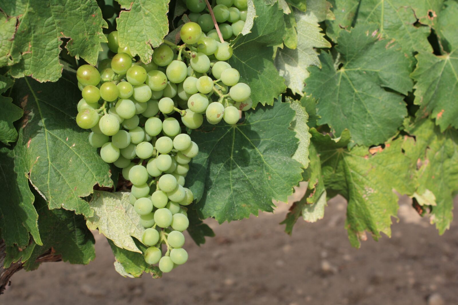 Canon EOS 450D (EOS Rebel XSi / EOS Kiss X2) sample photo. Grapes, vineyard, wine photography