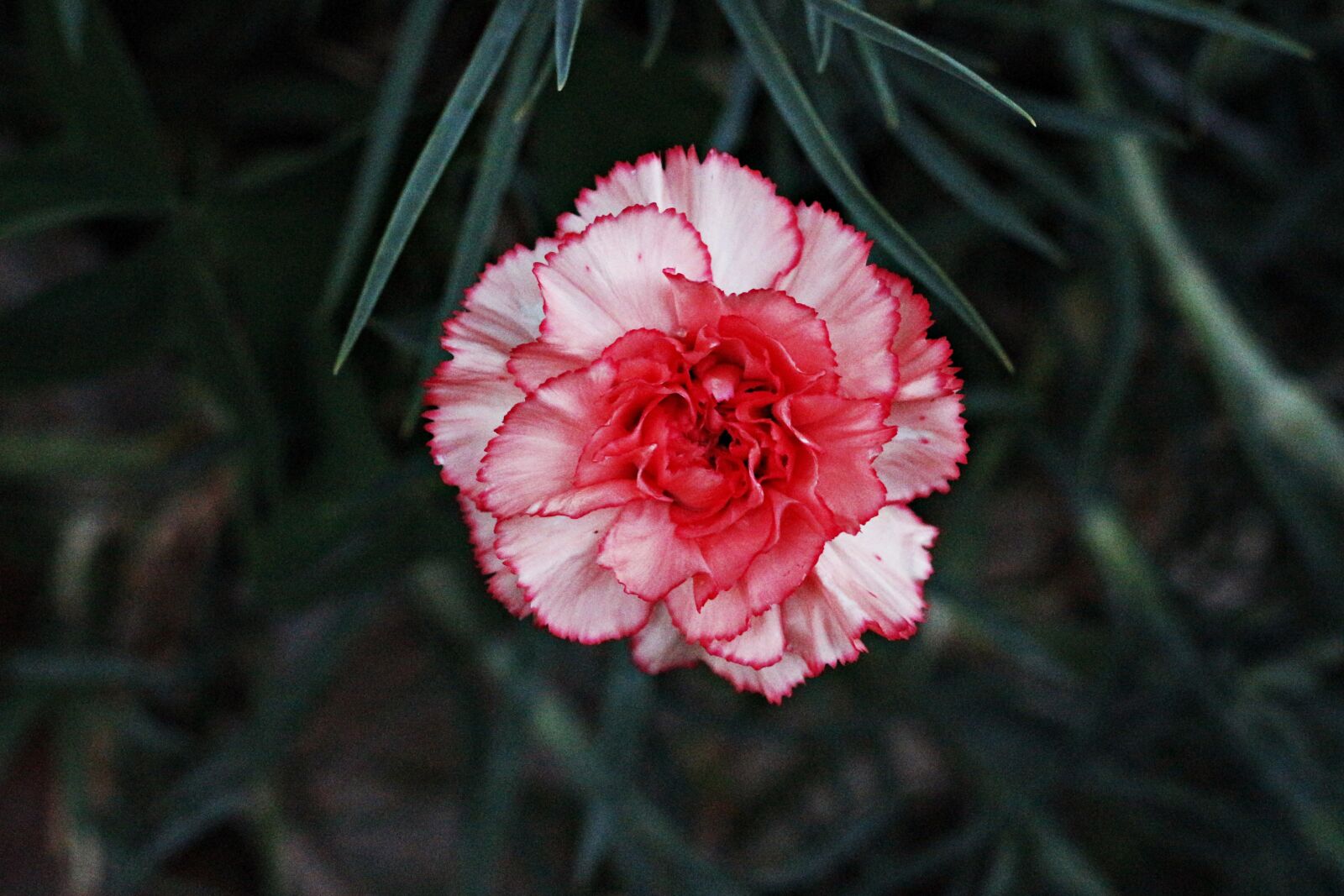 Canon EOS 650D (EOS Rebel T4i / EOS Kiss X6i) sample photo. Flower, carnation, rosa photography