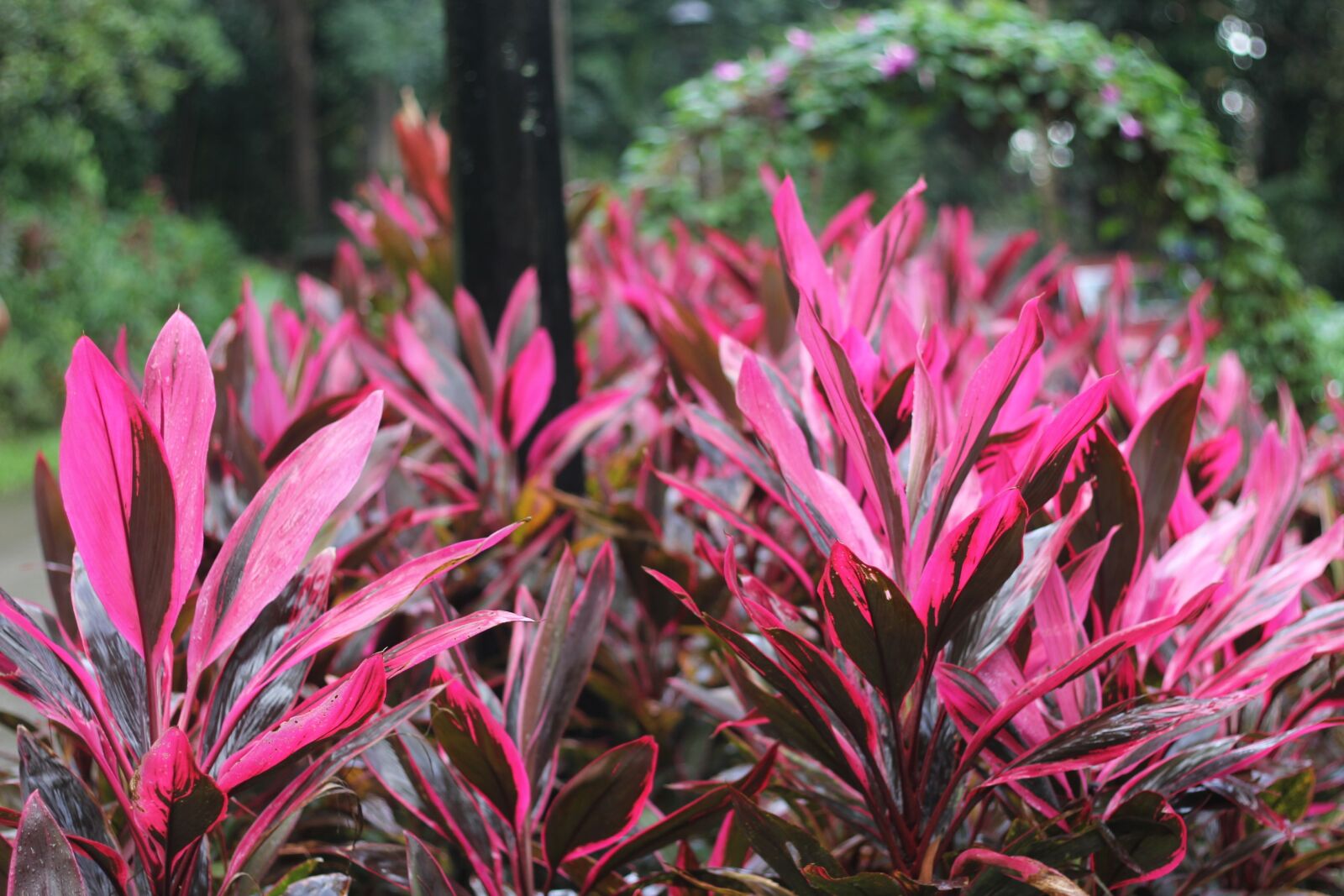 Canon EOS 60D + Canon EF 50mm F1.8 II sample photo. Nature, flora, flower photography