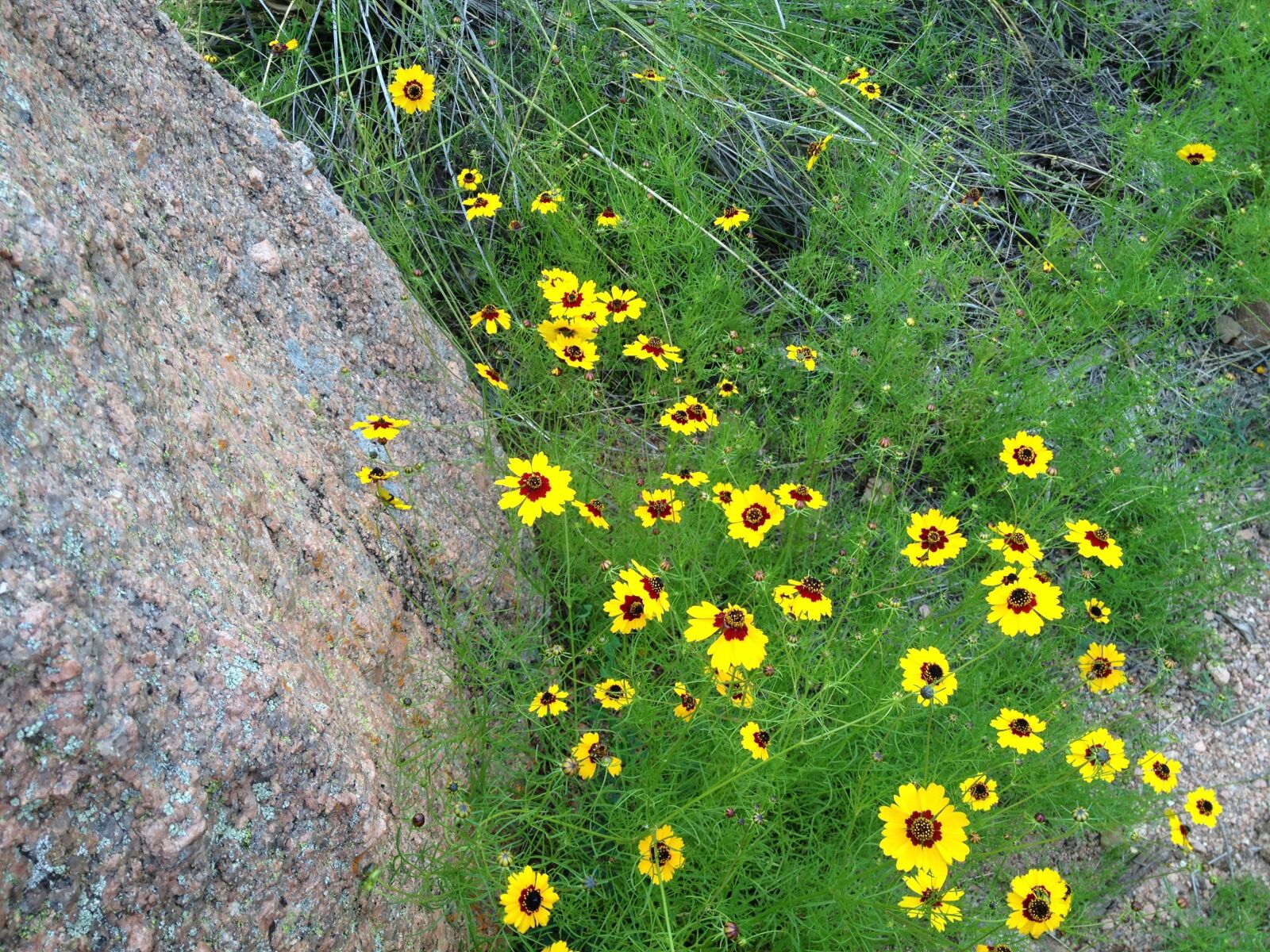 Apple iPhone 4S sample photo. Yellow wild flowers, pink photography