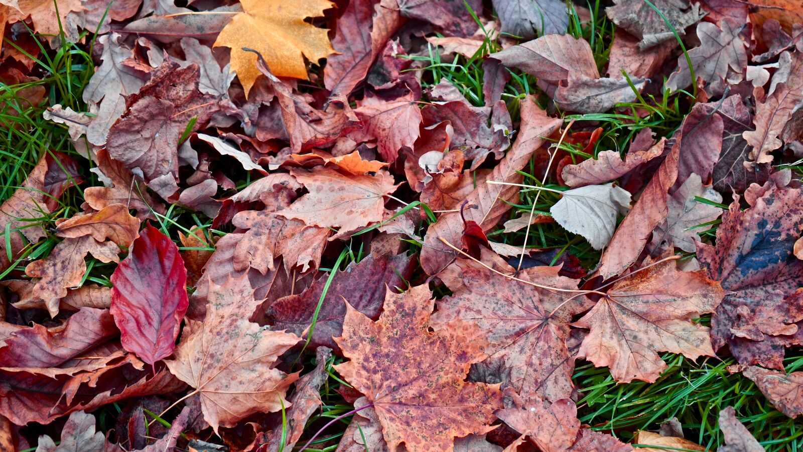 Sony a7 + Sony FE 28-70mm F3.5-5.6 OSS sample photo. Autumn, leaves, fall photography