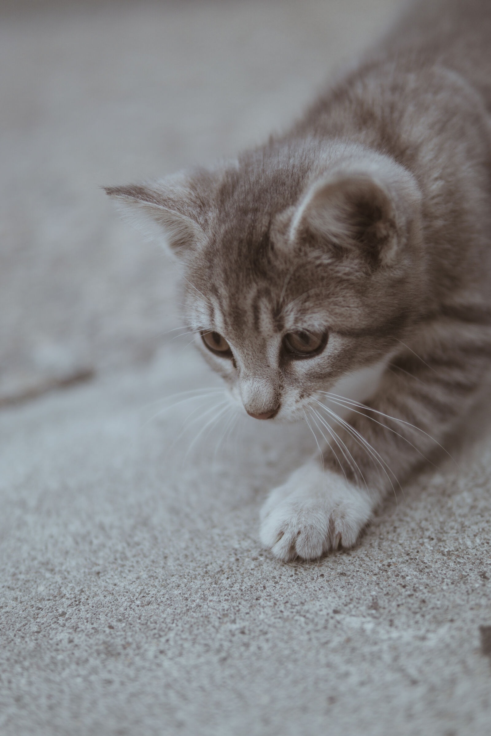 30mm F1.4 DC DN | Contemporary 016 sample photo. Close, up, photography, of photography