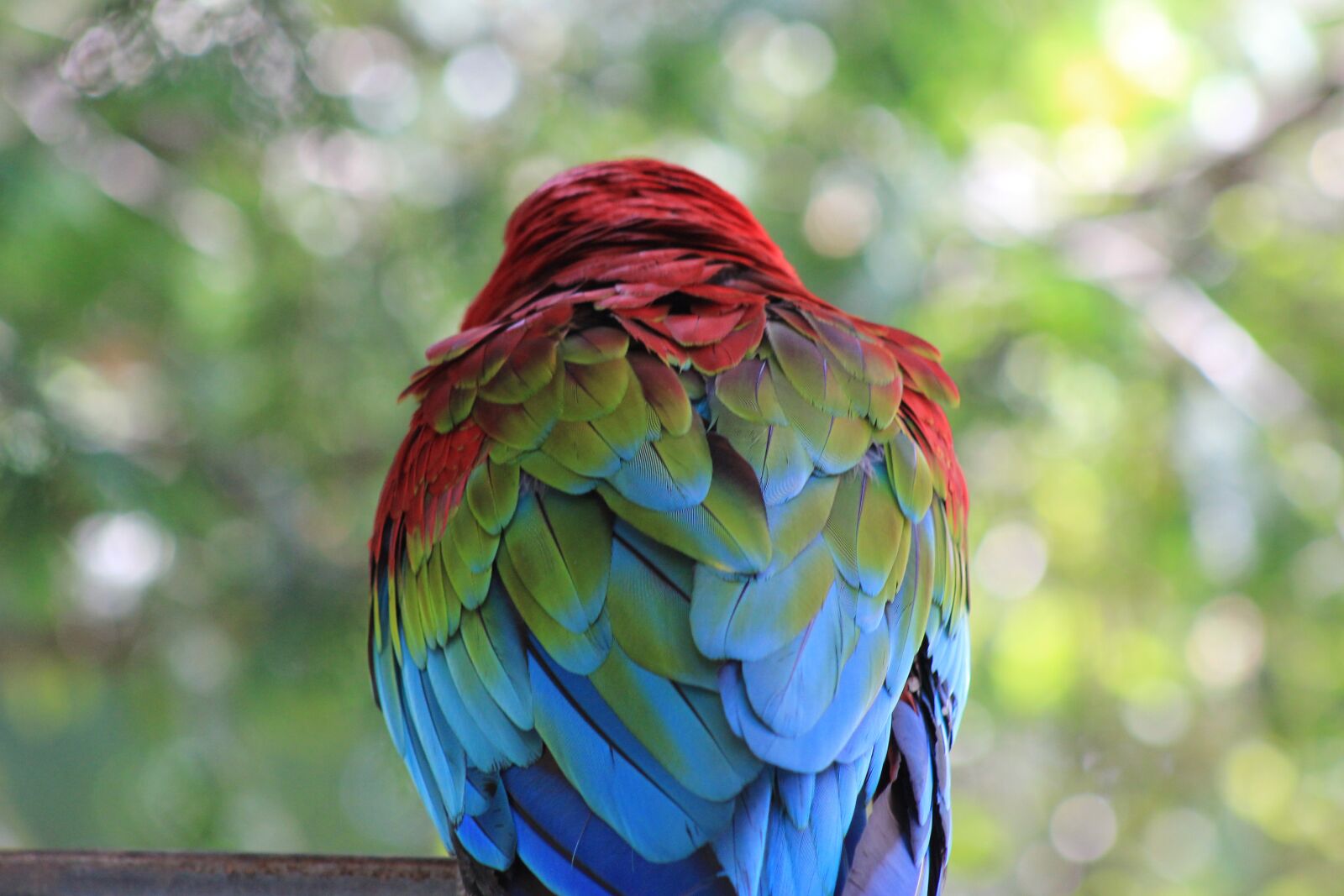 Canon EOS 550D (EOS Rebel T2i / EOS Kiss X4) sample photo. Parrot, nature, bird photography