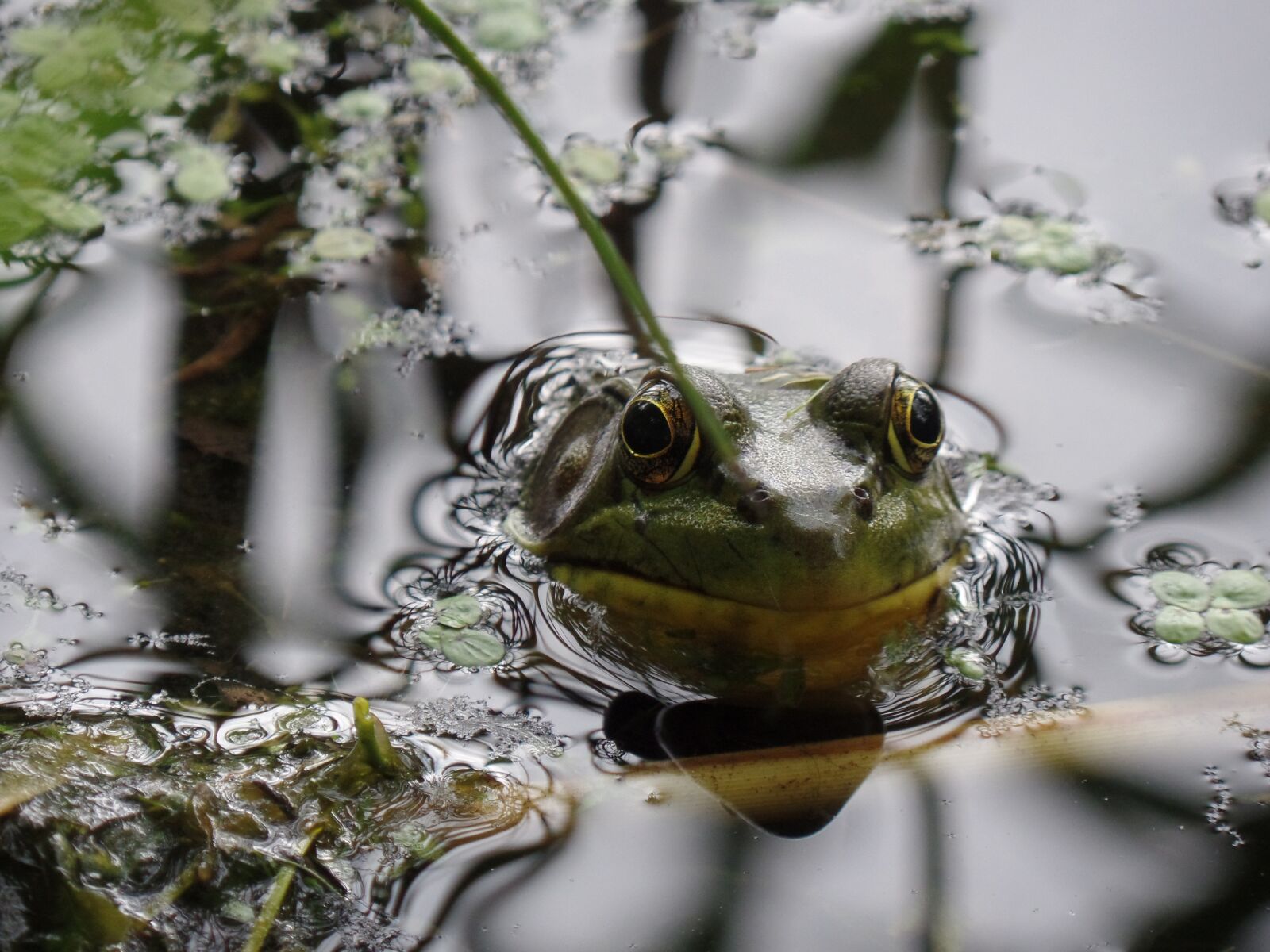 Samsung WB350F/WB351F/WB352F sample photo. Pond, water, frog photography