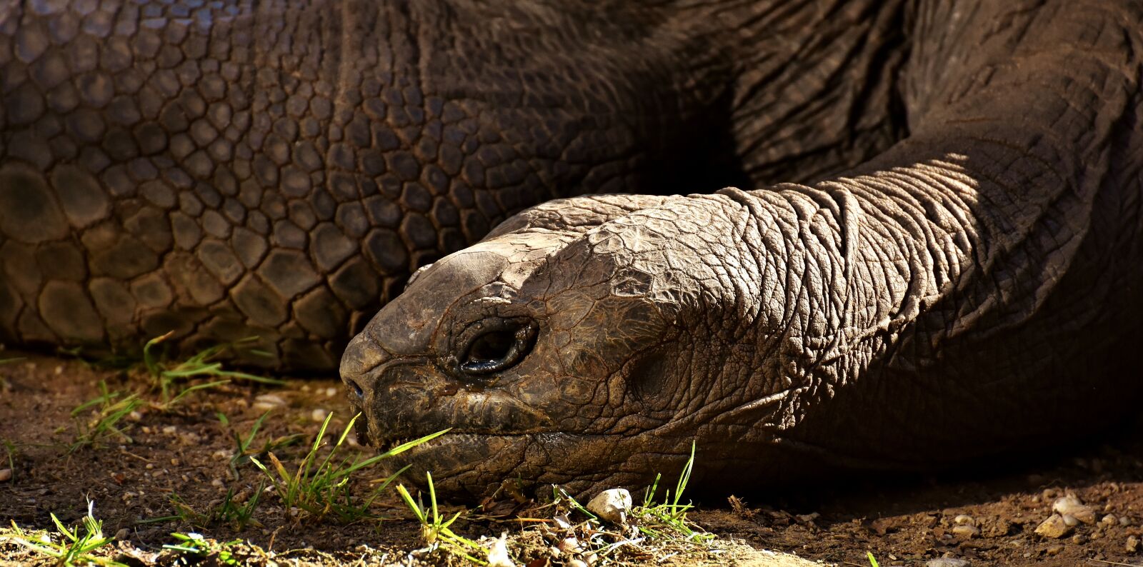 Nikon D7200 sample photo. Giant tortoises, animals, panzer photography
