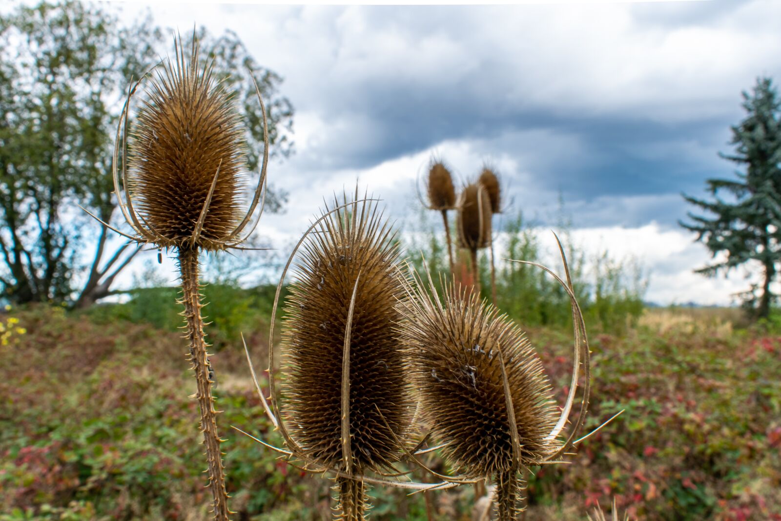Nikon D5300 sample photo. Thistle, spur, thistle flower photography