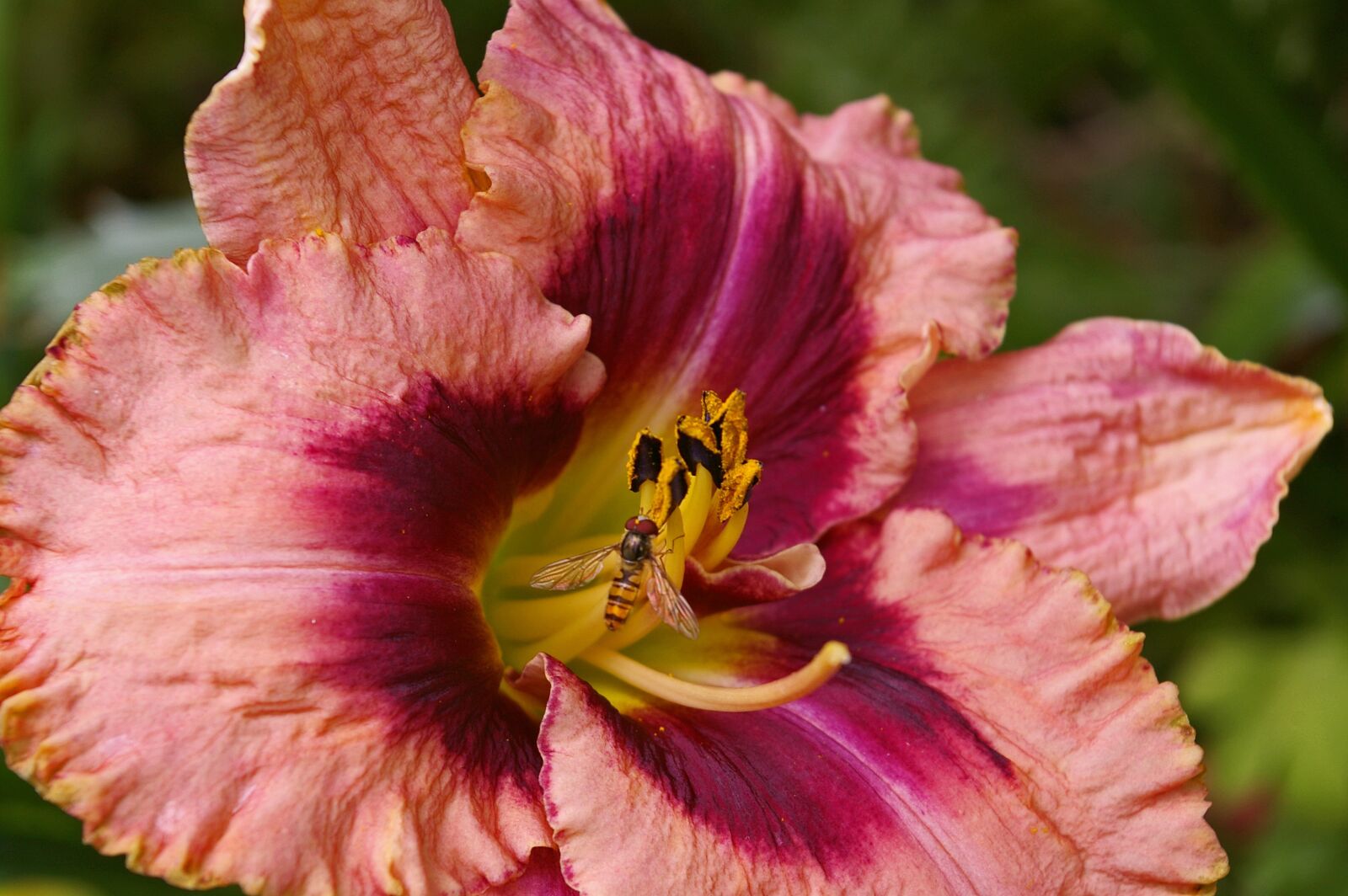 Pentax *ist DL2 sample photo. Daylily, blossom, bloom photography