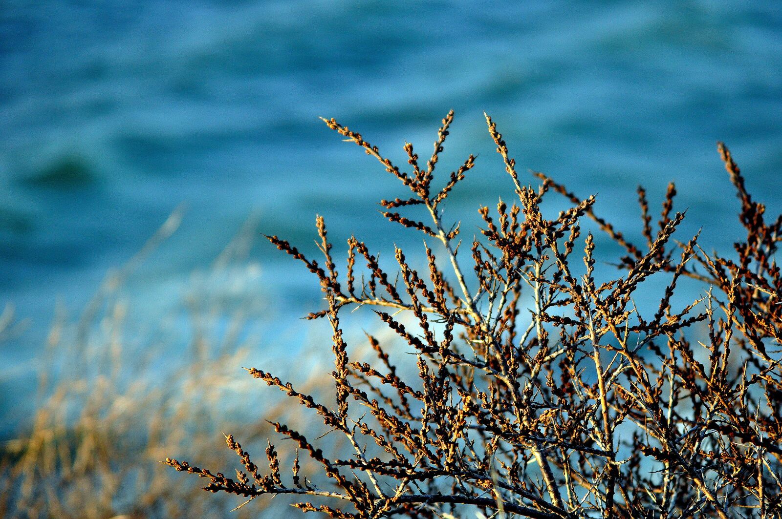 Nikon D90 sample photo. Sea, ocean, plant photography