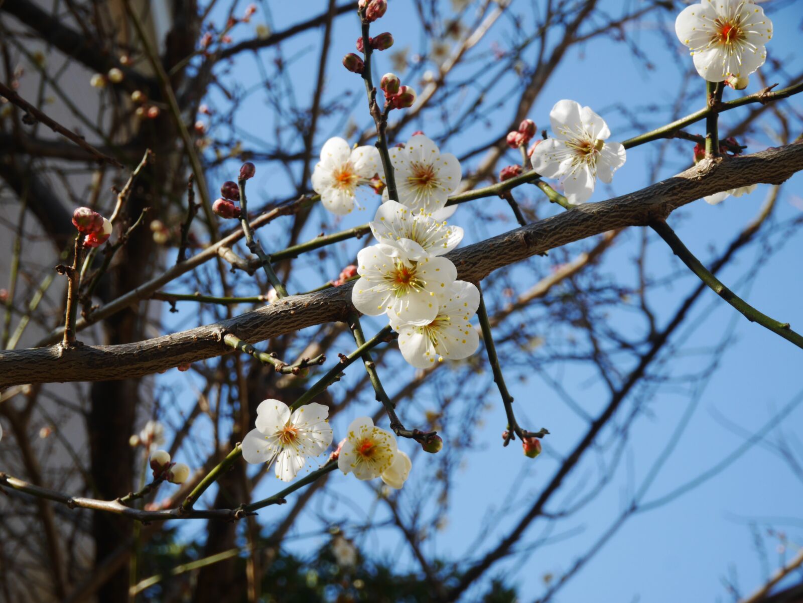 Panasonic Lumix DMC-GX7 sample photo. Plum, blue sky, flowers photography