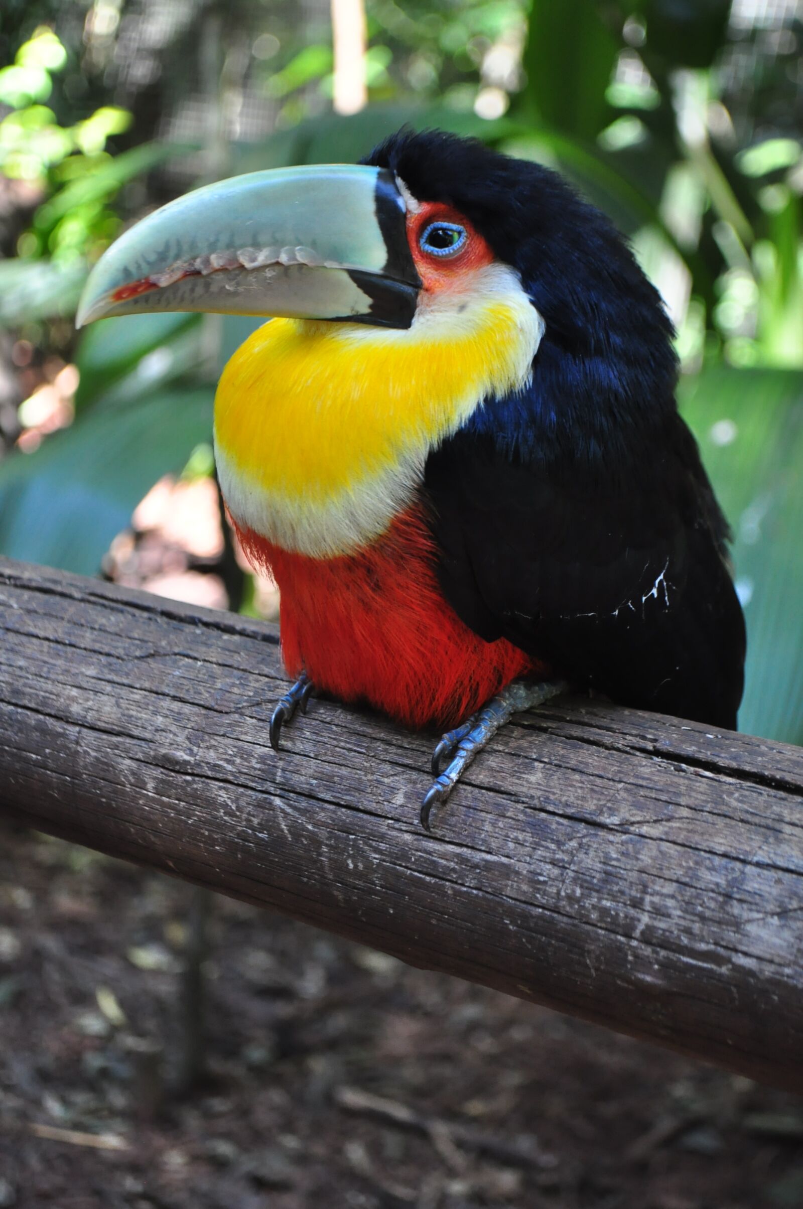 Nikon D5000 sample photo. Birds, tucano, brazil photography