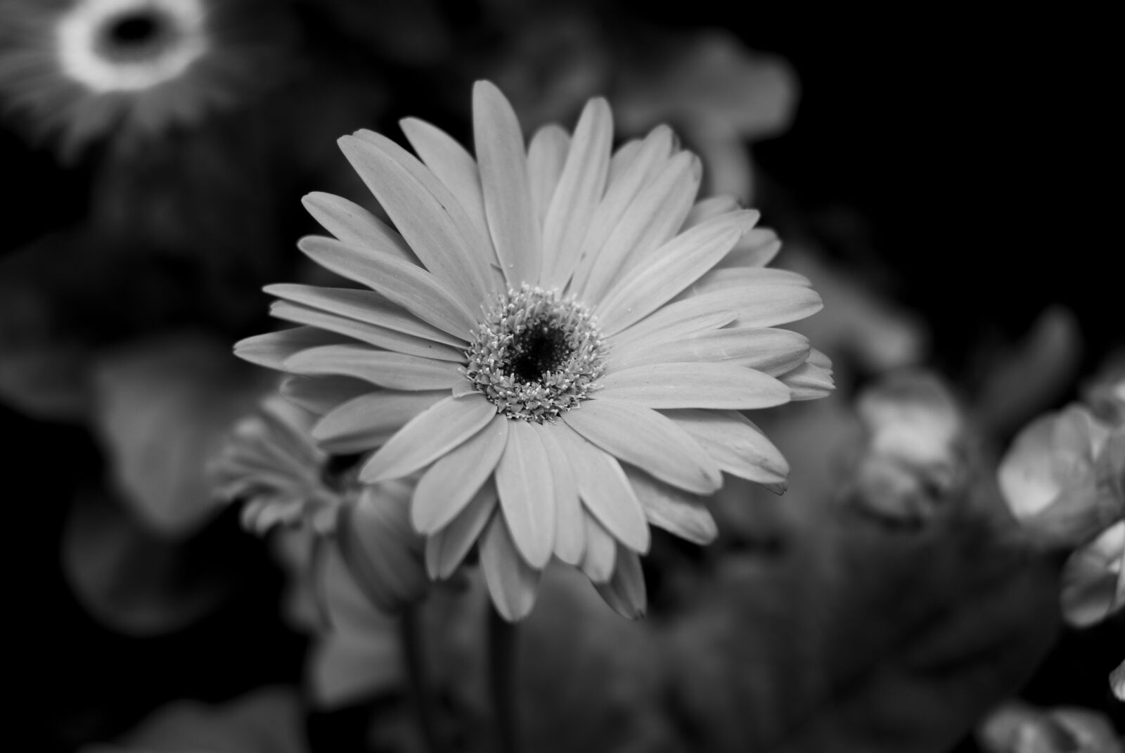 Nikon D60 sample photo. Flower, plant, nature photography
