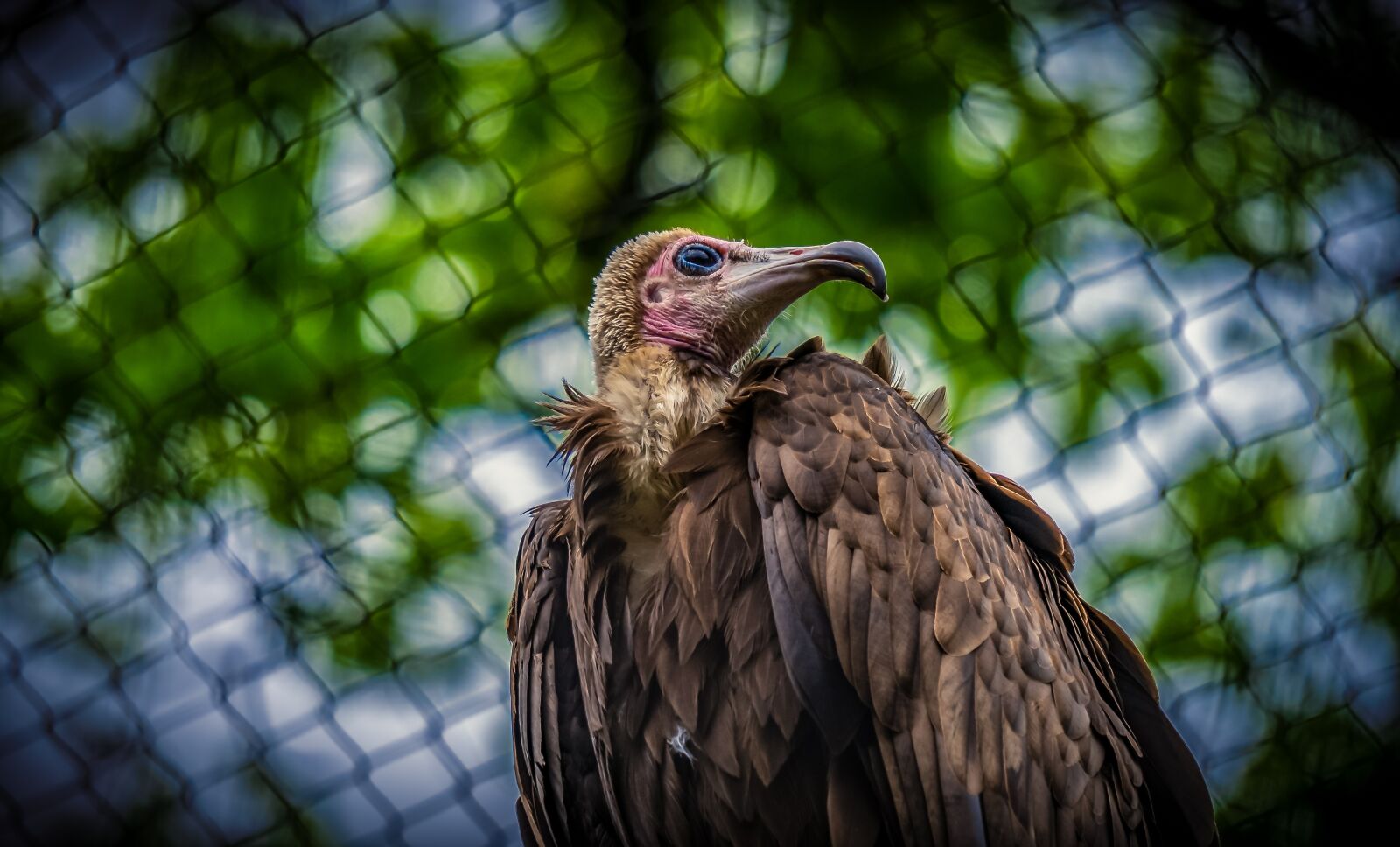 Sony E 55-210mm F4.5-6.3 OSS sample photo. Vulture, bird, animal world photography