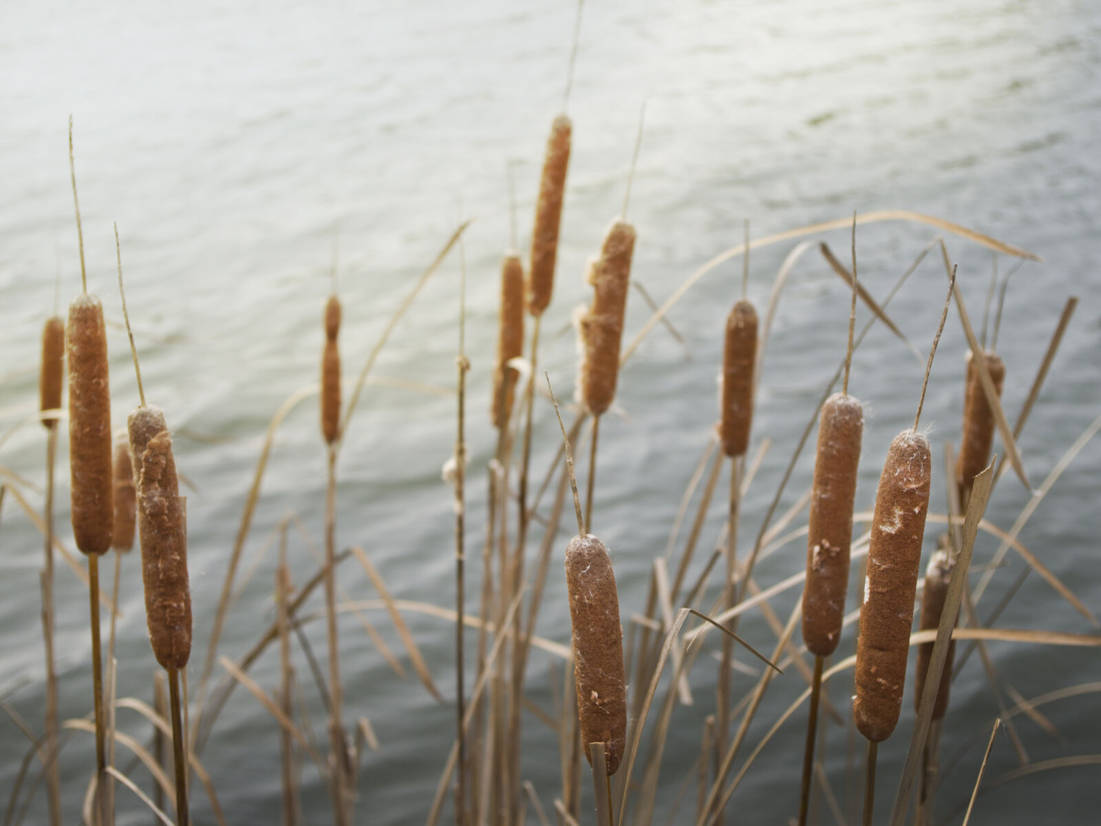 Pentax K-01 sample photo. Cattails, lake, nature, plants photography
