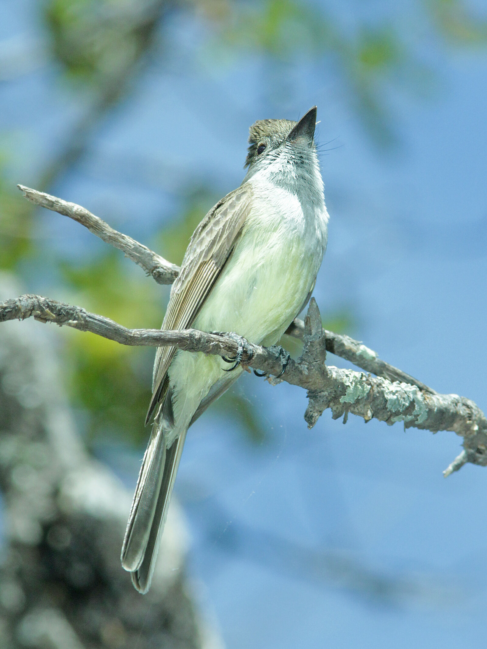 Canon EF 300mm F4L IS USM sample photo
