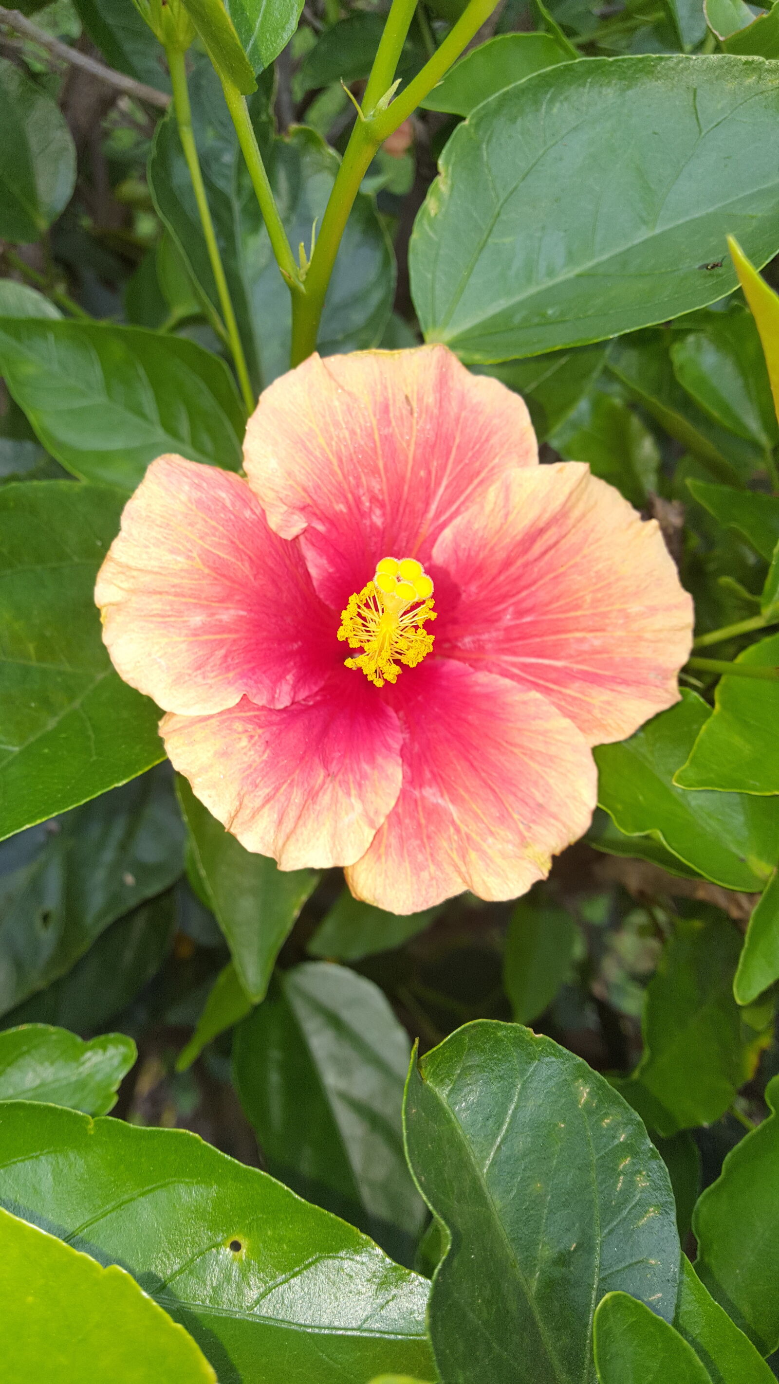 Samsung GALAXY S6 edge sample photo