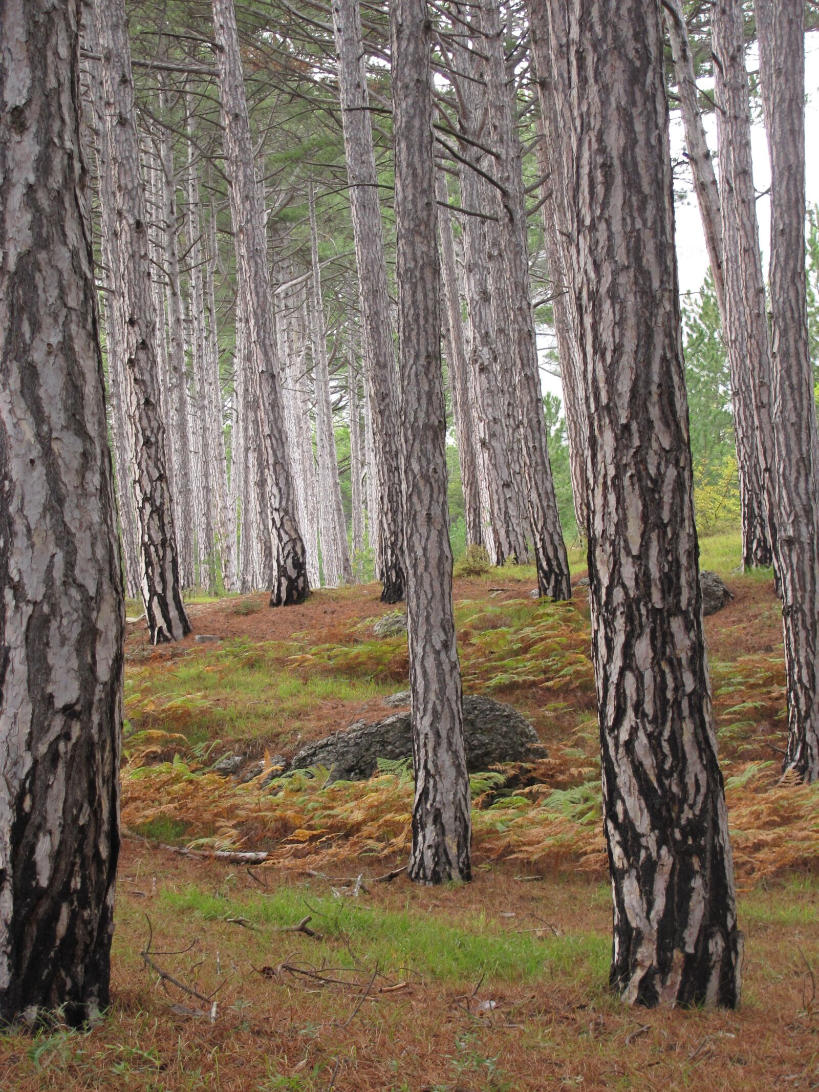 Canon PowerShot SX120 IS sample photo. Tree, birch, nature photography