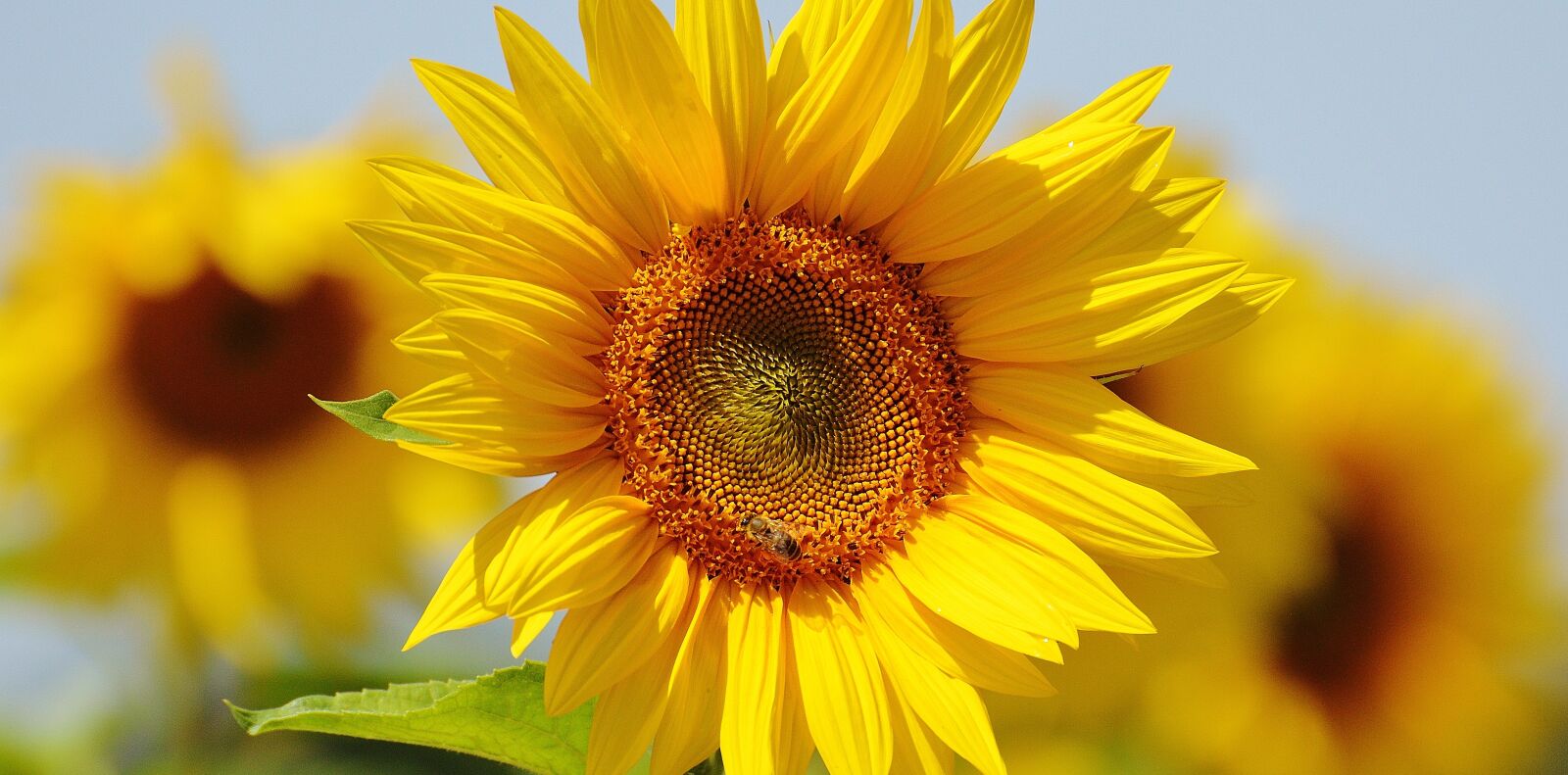 Nikon D3200 sample photo. Sunflower, bees, summer photography