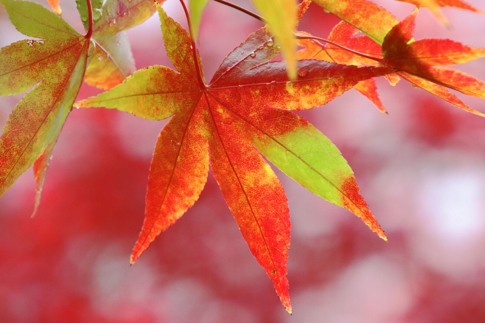 Canon EF 70-200mm F2.8L USM sample photo. Autumn leaves, maple, autumn photography