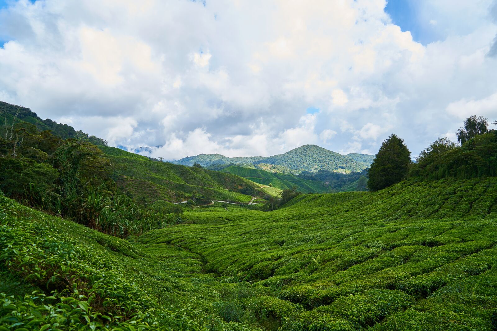 Sony a7R II sample photo. Tea, field, green photography