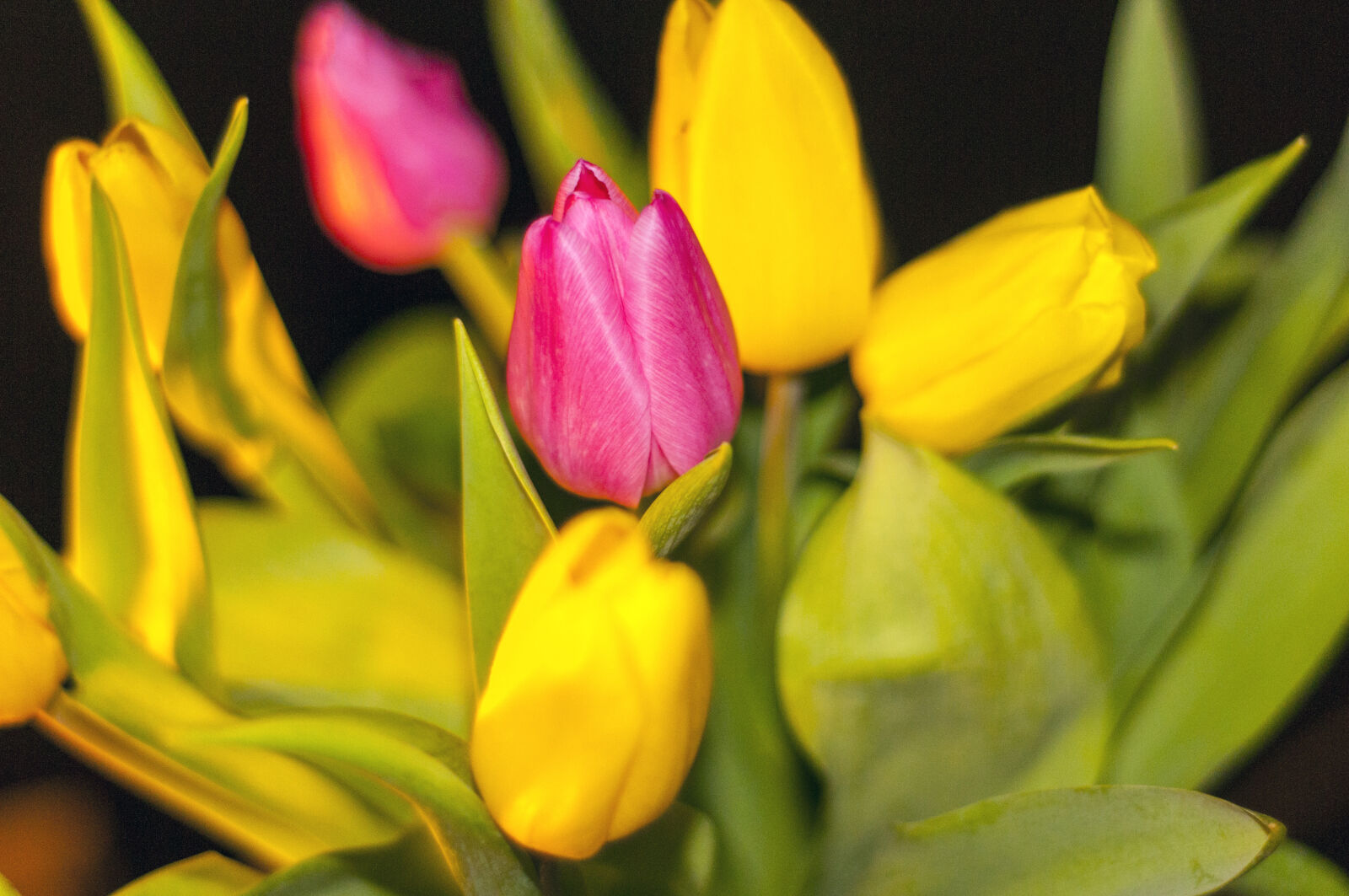 Nikon D300S + Nikon AF Nikkor 50mm F1.8D sample photo. Flowers, nature, tulips, valentines photography