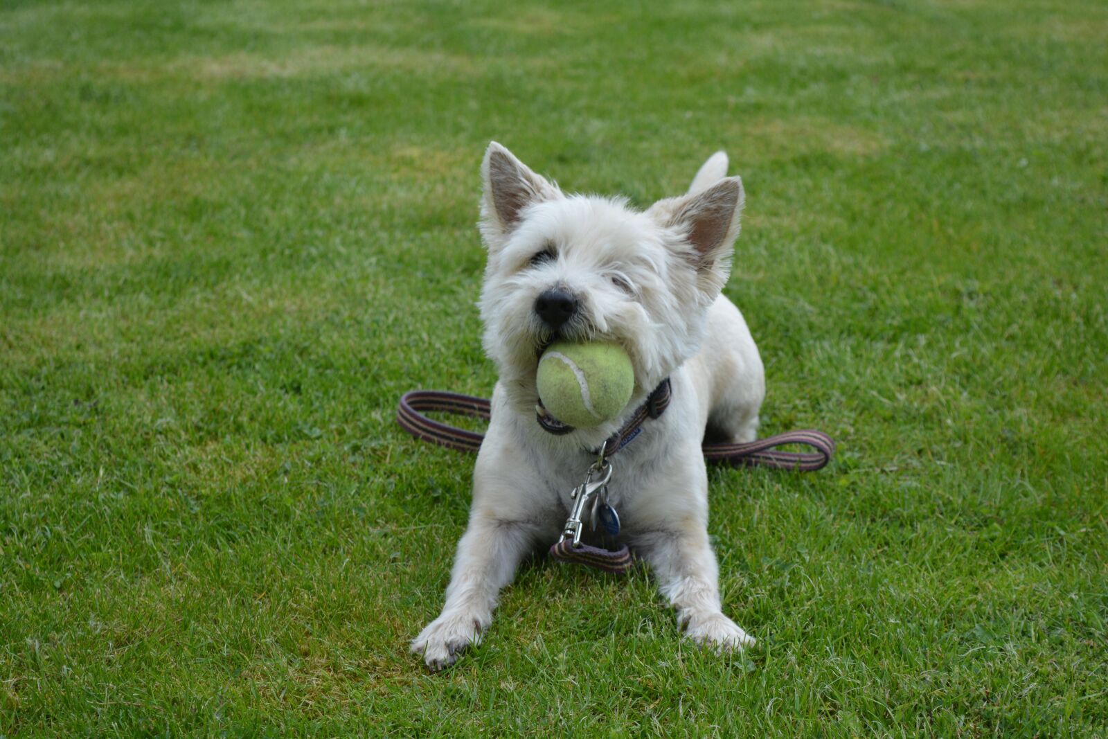 Nikon D5200 sample photo. Dog, dog playing, canine photography