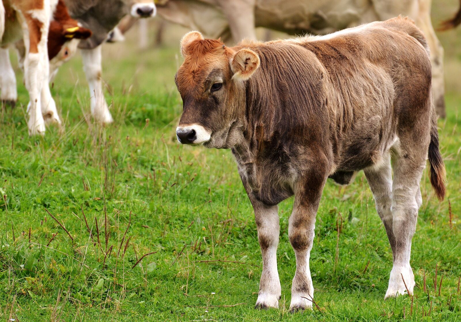 Nikon D3200 sample photo. Cow, allgäu, cows photography