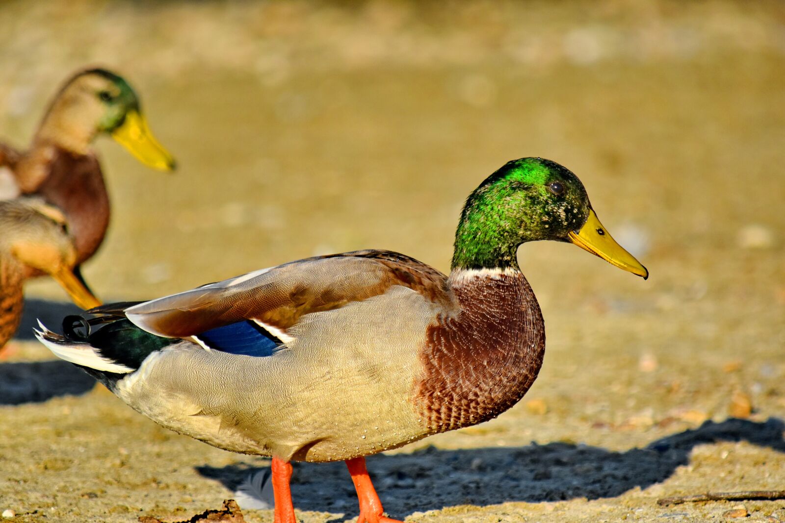 Nikon D5500 sample photo. Beautiful photo, birds, flock photography