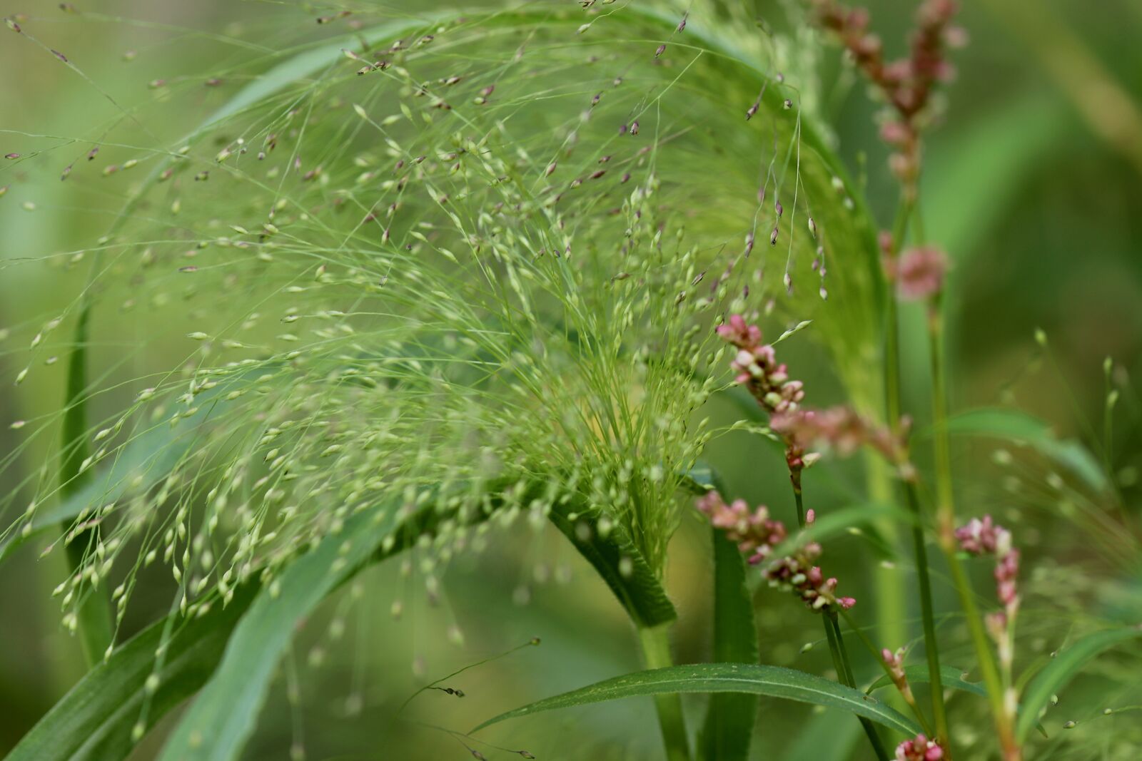 Canon EOS 800D (EOS Rebel T7i / EOS Kiss X9i) sample photo. Millet, hair millet comes photography