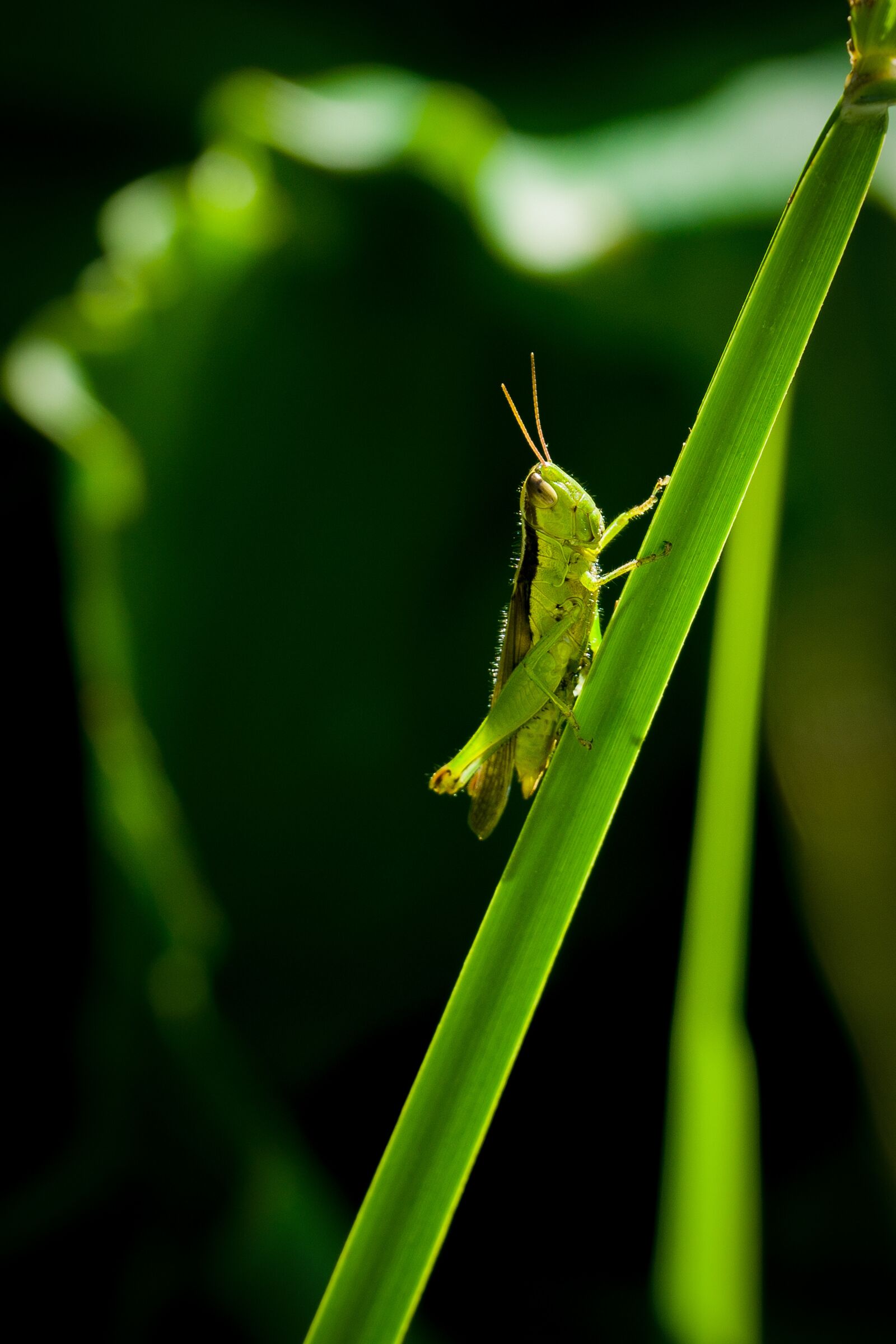 Sony a6000 + Sony E PZ 18-105mm F4 G OSS sample photo. Nature, leaf, insect photography