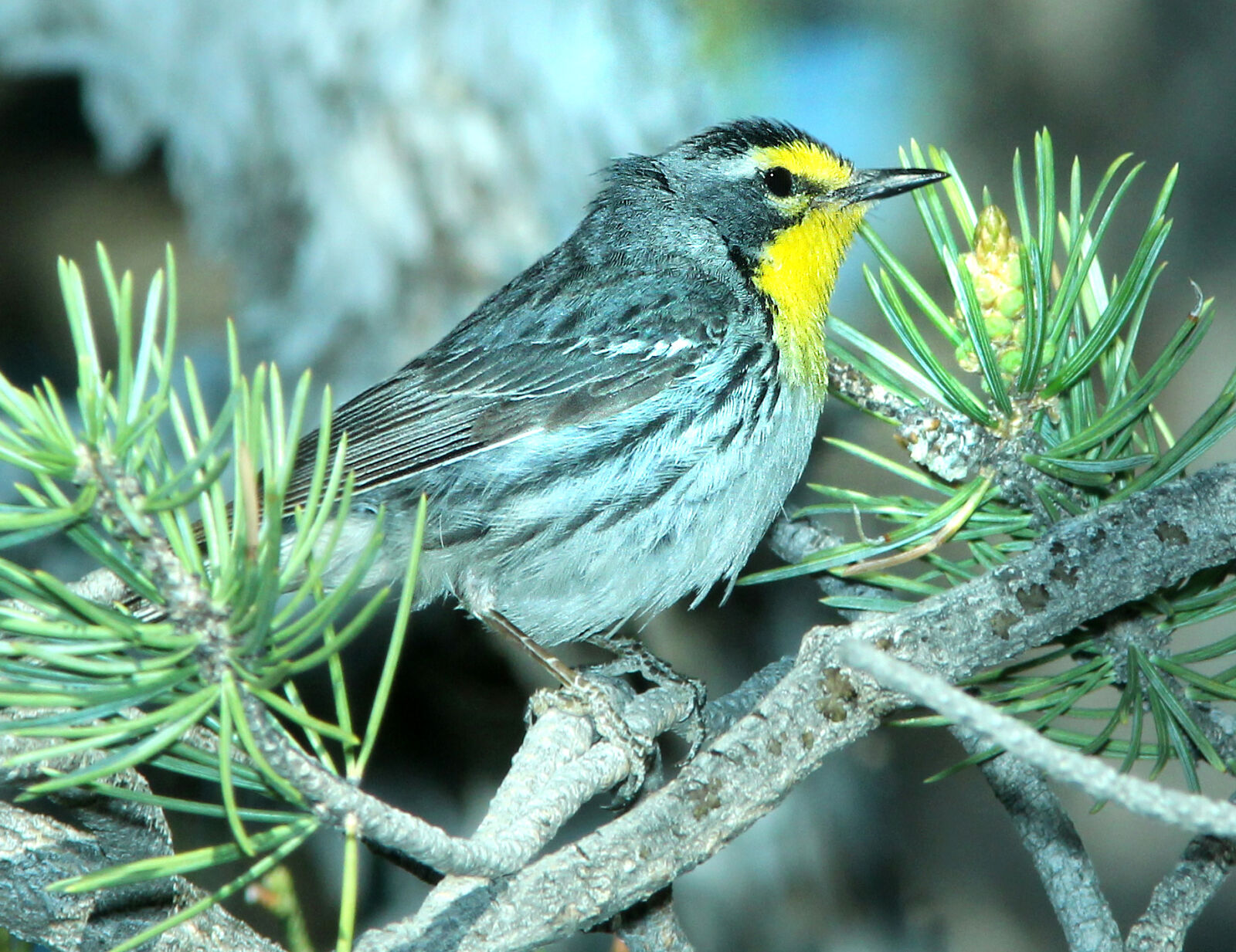 Canon EF 300mm F4L IS USM sample photo