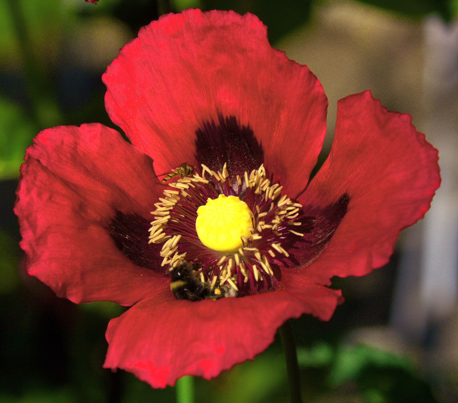 Panasonic Lumix DMC-G6 sample photo. Poppy, red, hummel photography