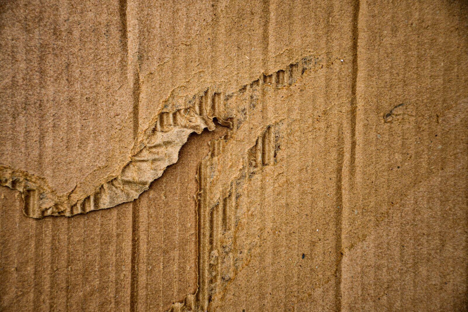 Nikon D7500 sample photo. Texture, paperboard, design photography
