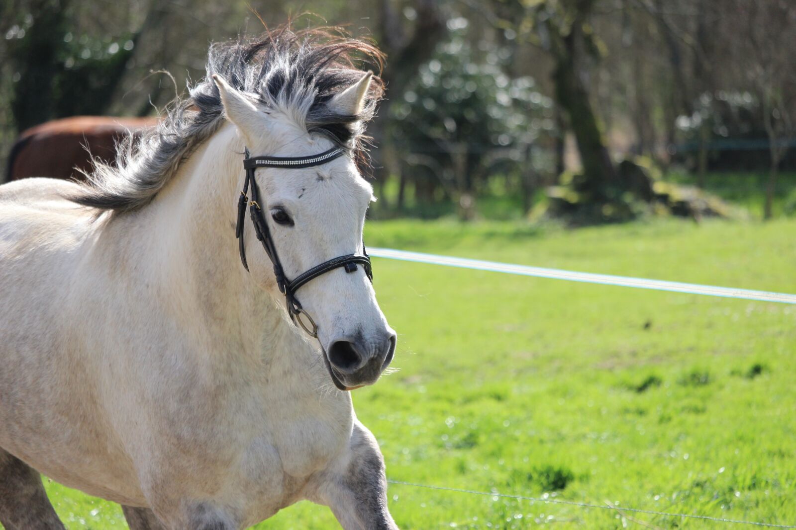 Canon EOS 1200D (EOS Rebel T5 / EOS Kiss X70 / EOS Hi) sample photo. Horse, horses, animals photography