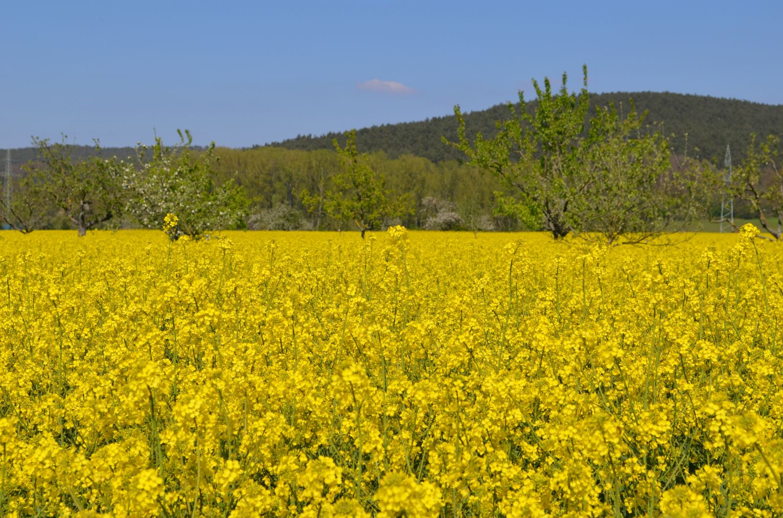 Nikon D5100 sample photo. Rape blossom, nature, field photography