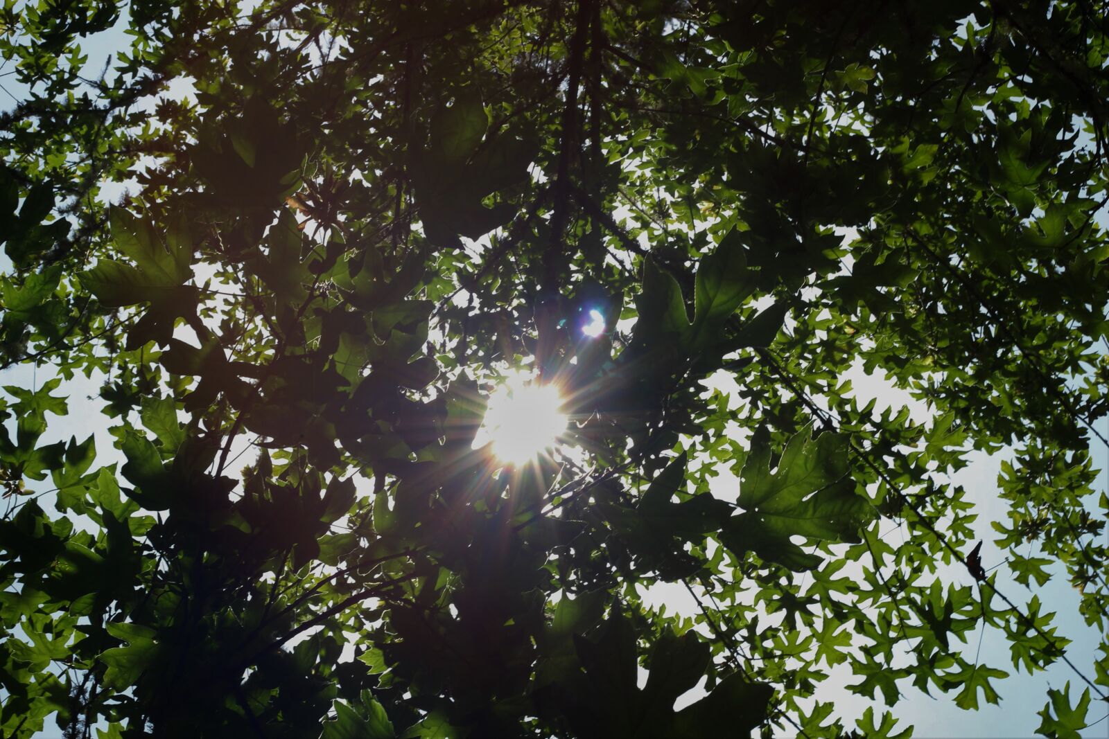Canon EOS 1200D (EOS Rebel T5 / EOS Kiss X70 / EOS Hi) sample photo. Sunlight, trees photography
