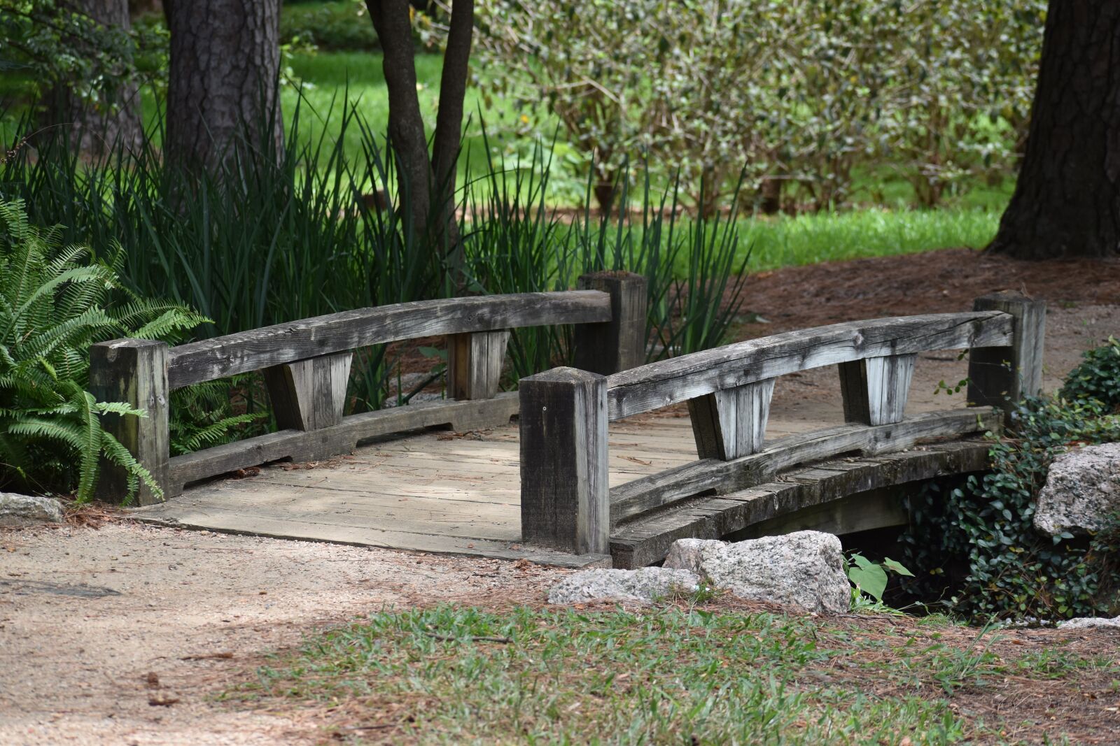 Nikon D3500 sample photo. Wooden bridge, herman national photography