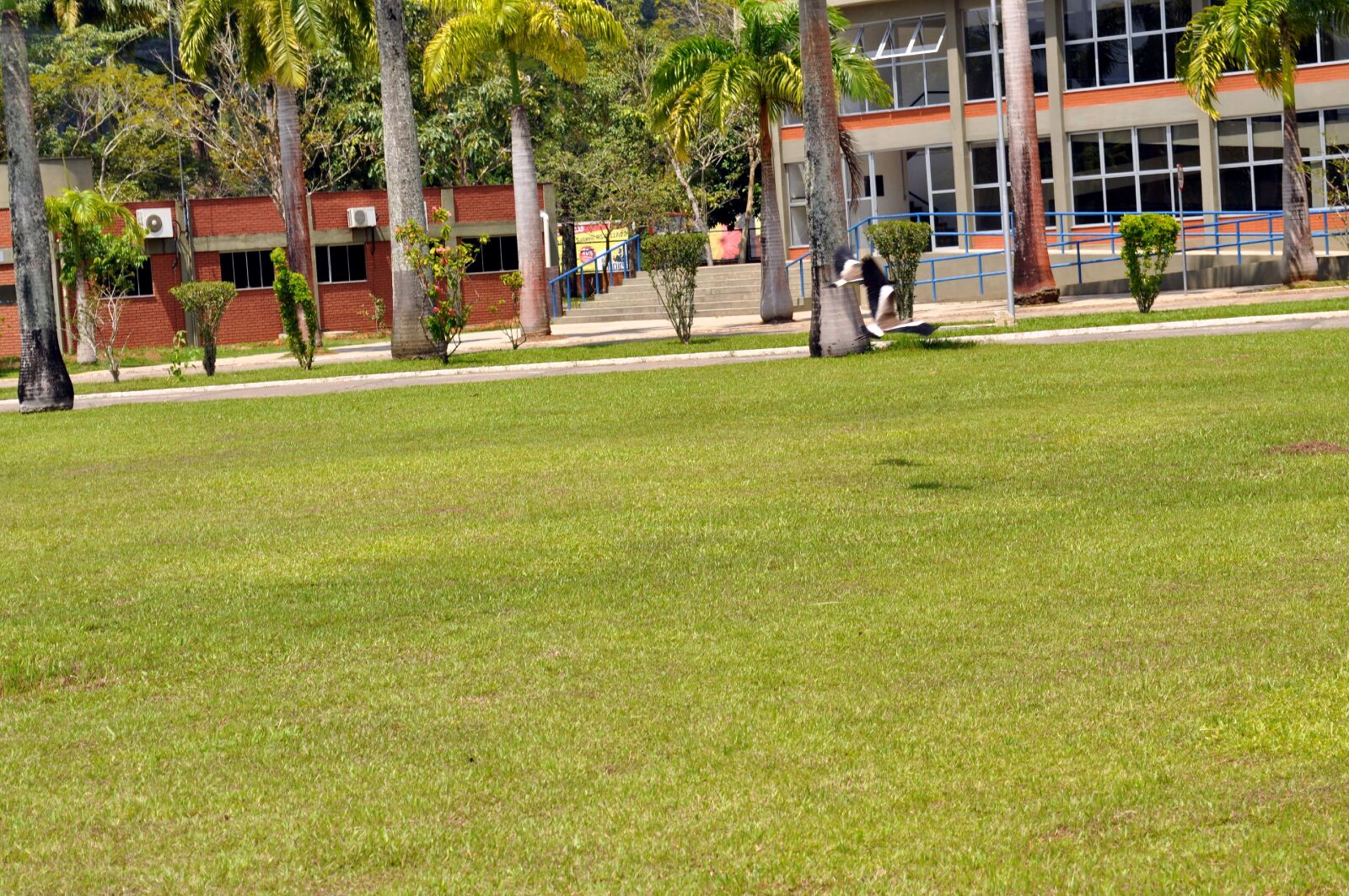 Nikon D5000 sample photo. Magpie, bird, flight, lawn photography