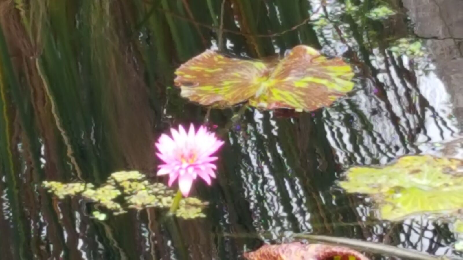 Samsung GALAXY S6 edge sample photo. Botanical, gardens photography