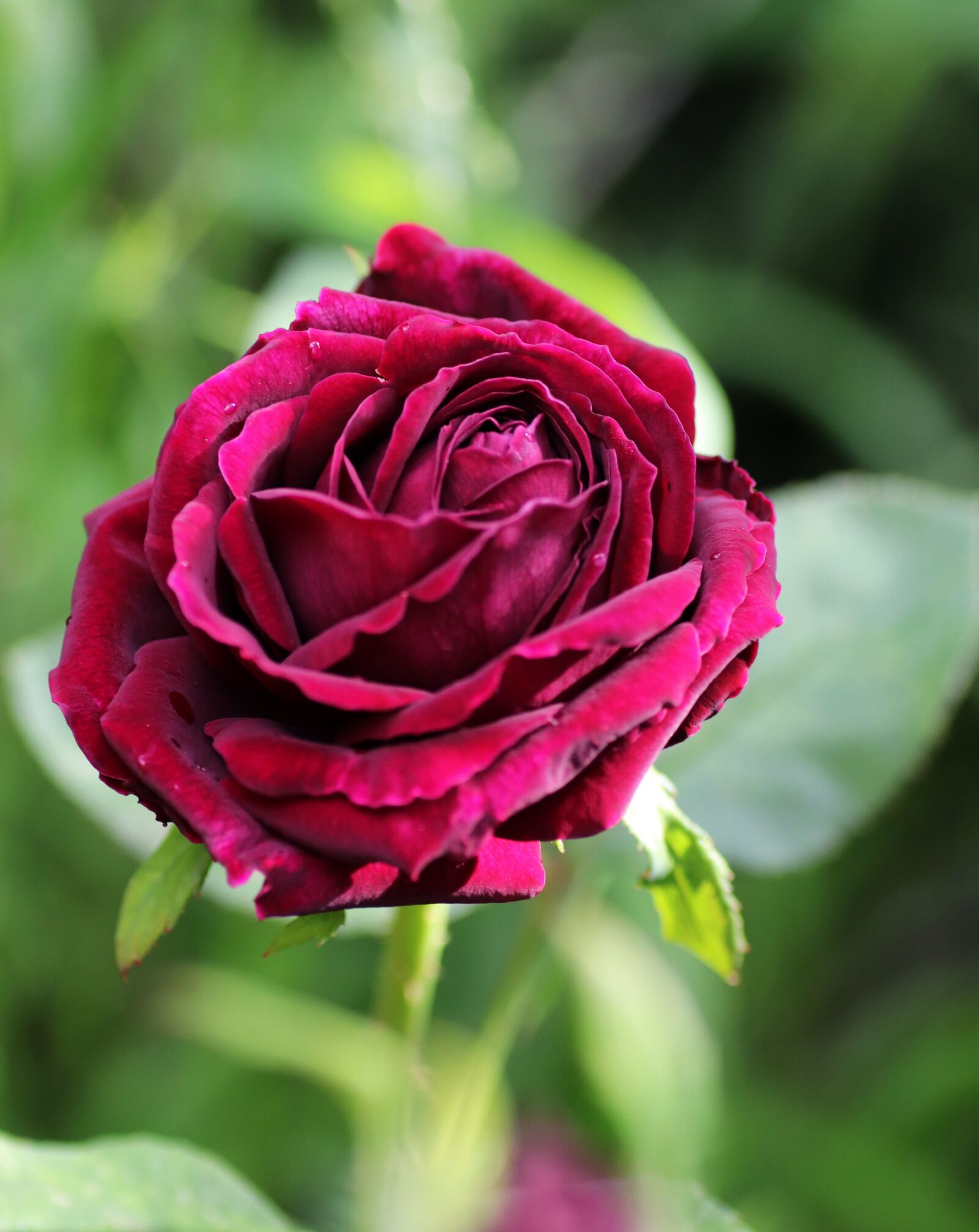 Tamron SP 90mm F2.8 Di VC USD 1:1 Macro sample photo. Flower, rose, red photography