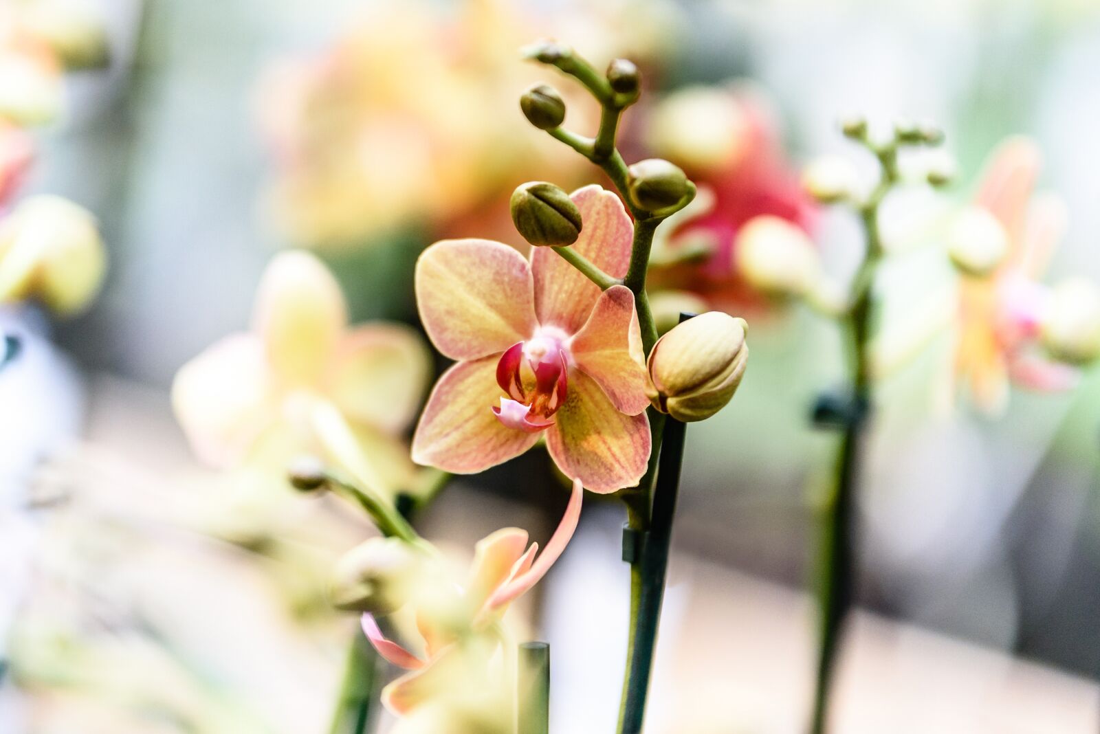 Nikon D750 sample photo. Orchid, flower, nature photography