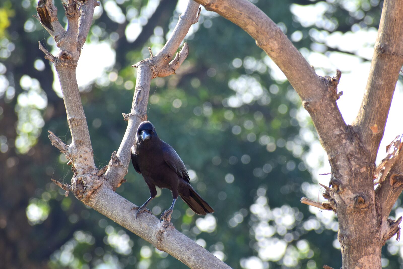Nikon D3300 sample photo. Bird, nature, beak photography