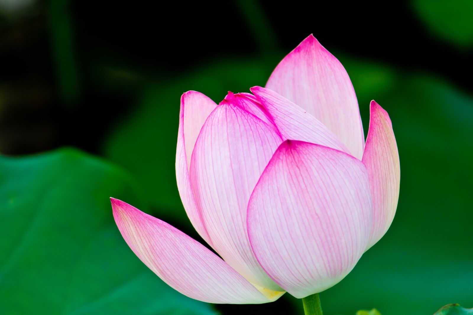 Canon EF-S 55-250mm F4-5.6 IS II sample photo. Flower, foliage, natural photography