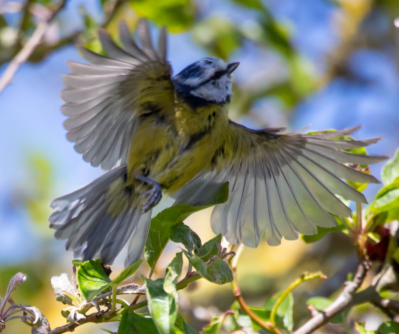 Canon EOS 5D Mark III + 150-600mm F5-6.3 DG OS HSM | Contemporary 015 sample photo. Flying blue tit, blue photography