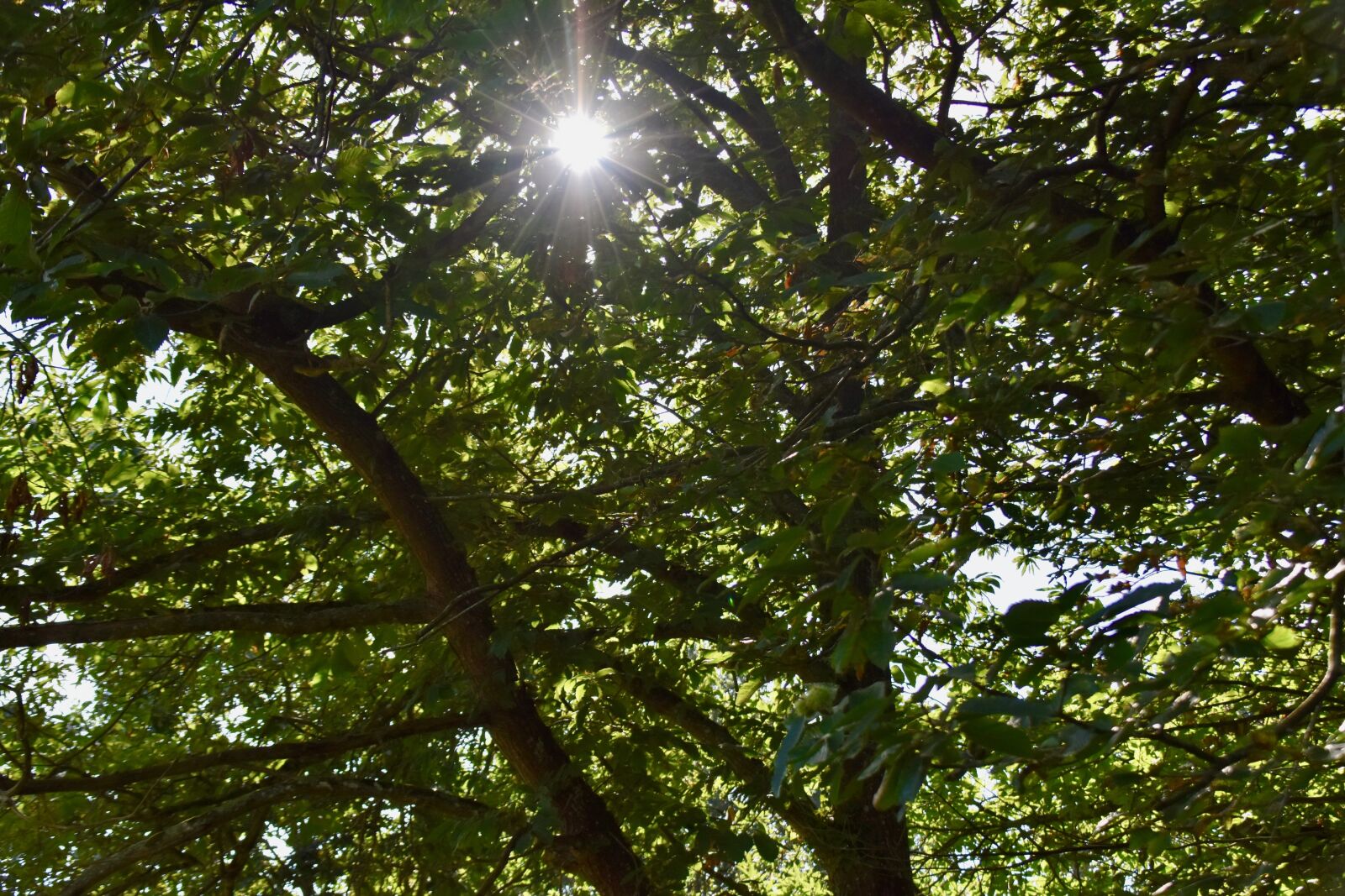 Nikon D5600 sample photo. Tree, foliage, sun photography