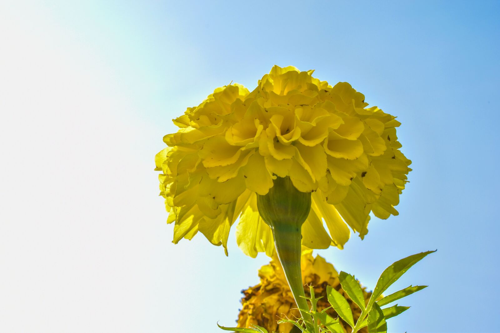 Nikon D3500 sample photo. Marigold, flower, sun ray photography