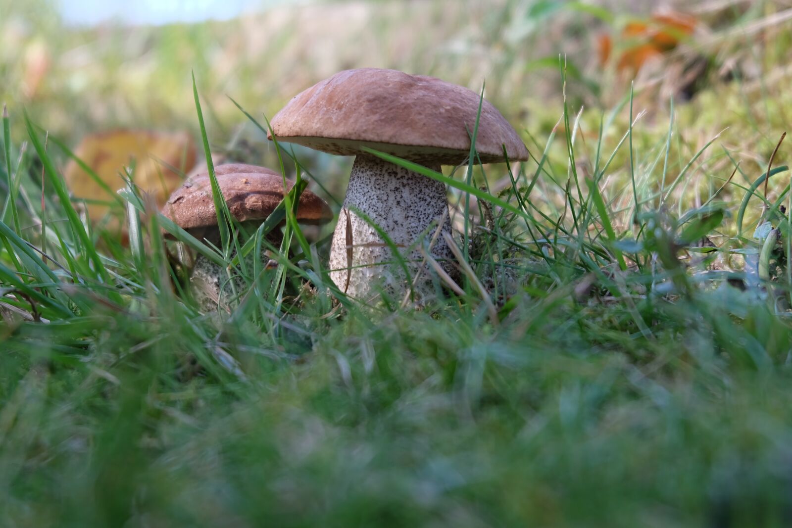 Fujifilm X-A2 sample photo. Mushrooms, mushroom, boletus photography