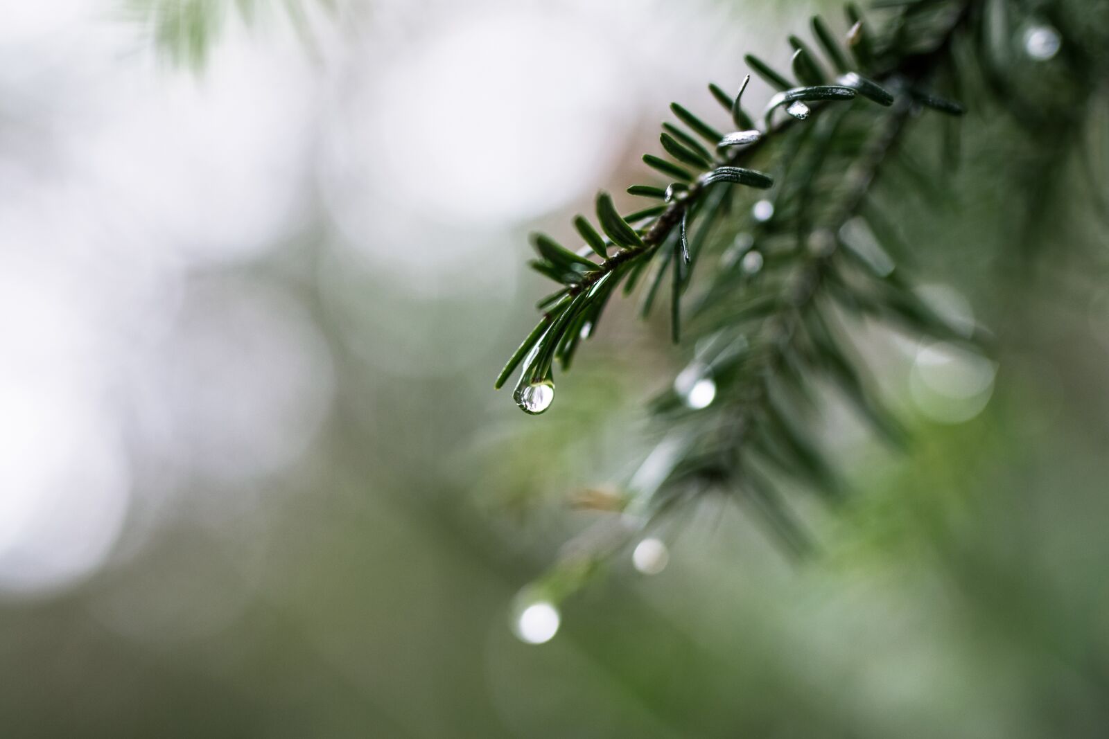 Nikon D5300 sample photo. Drip, rain, fir tree photography