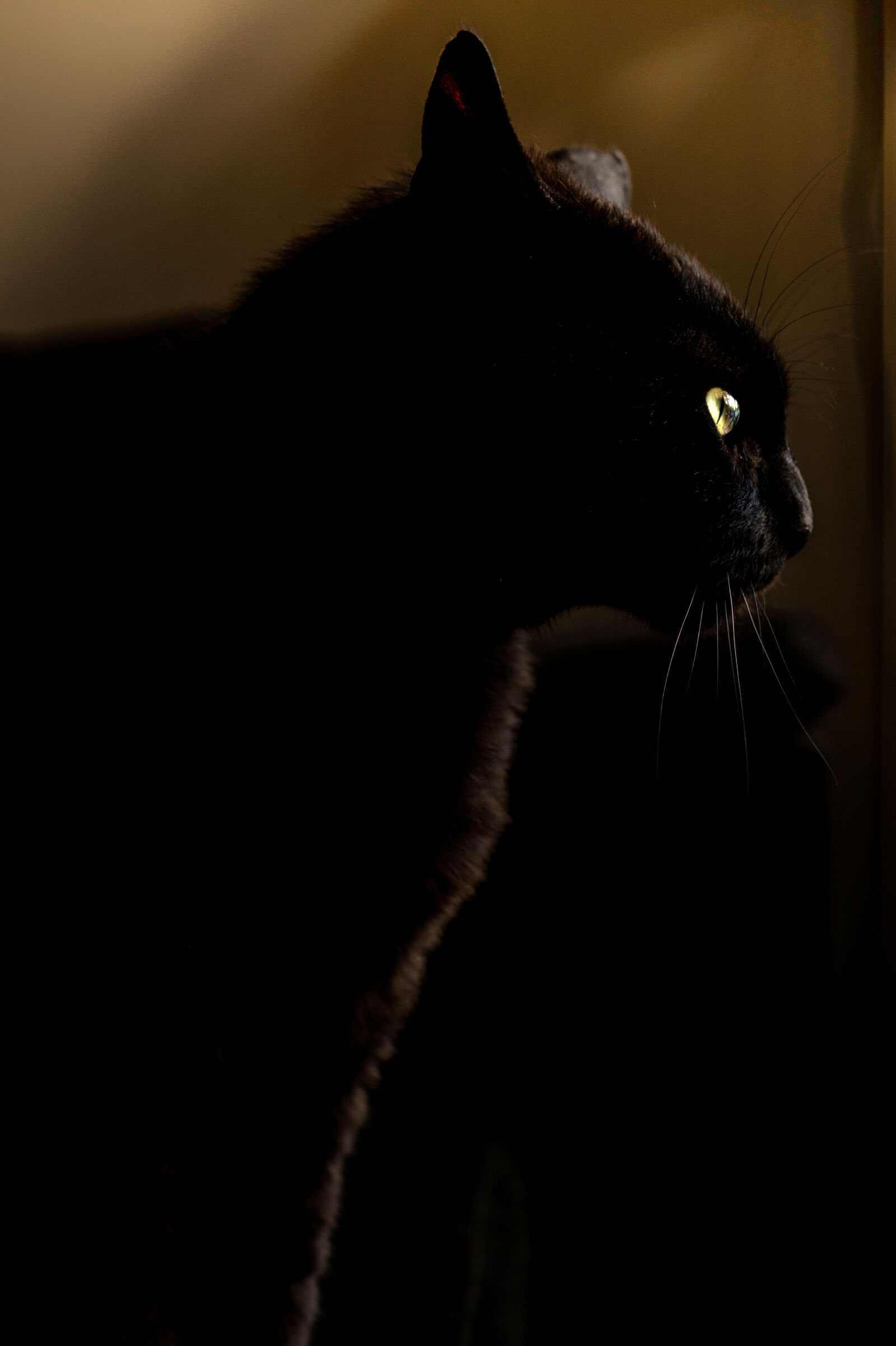 Sony DT 35mm F1.8 SAM sample photo. Night, animal, pet, eyes photography